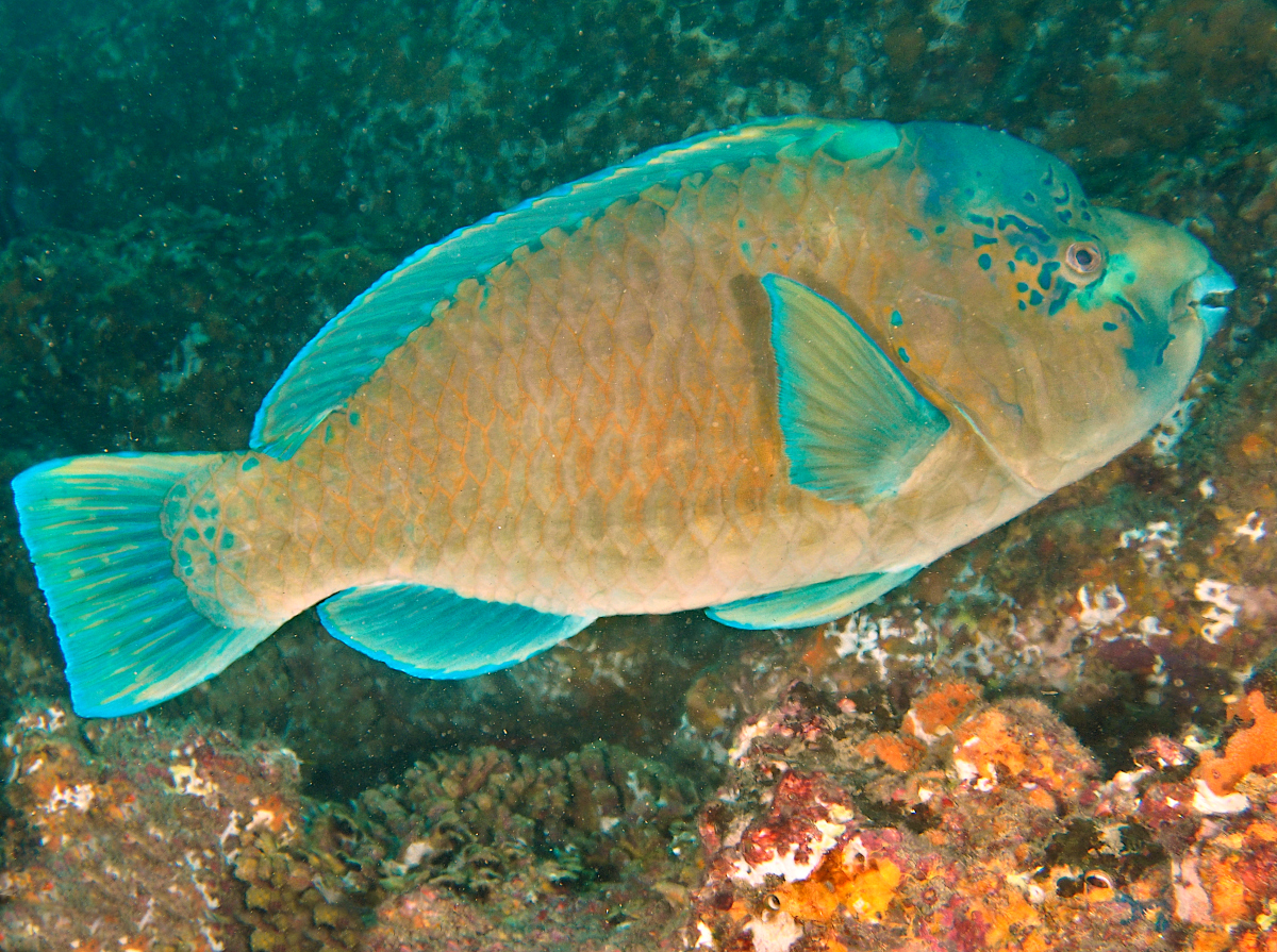 Bumphead Parrotfish - Scarus perrico - Cabo San Lucas, Mexico