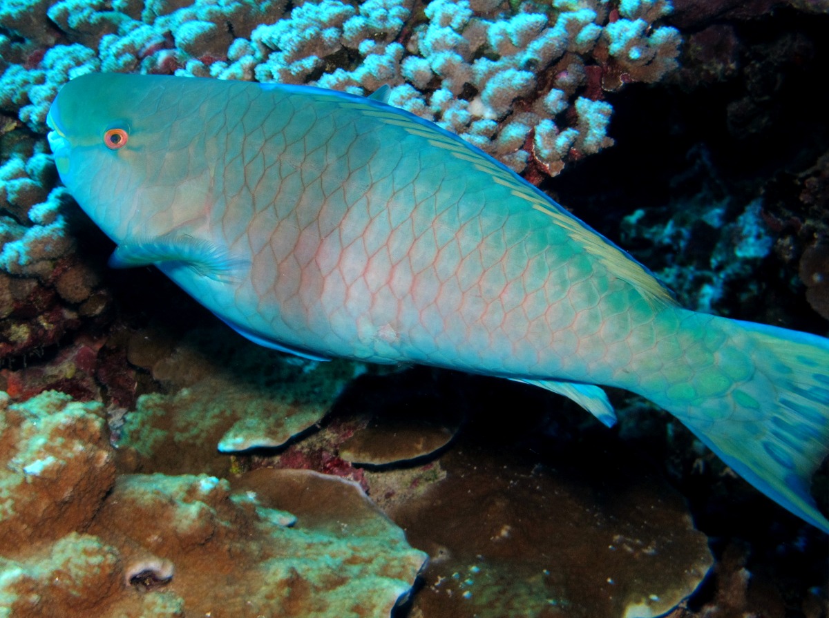 Redlip Parrotfish - Scarus rubroviolaceus