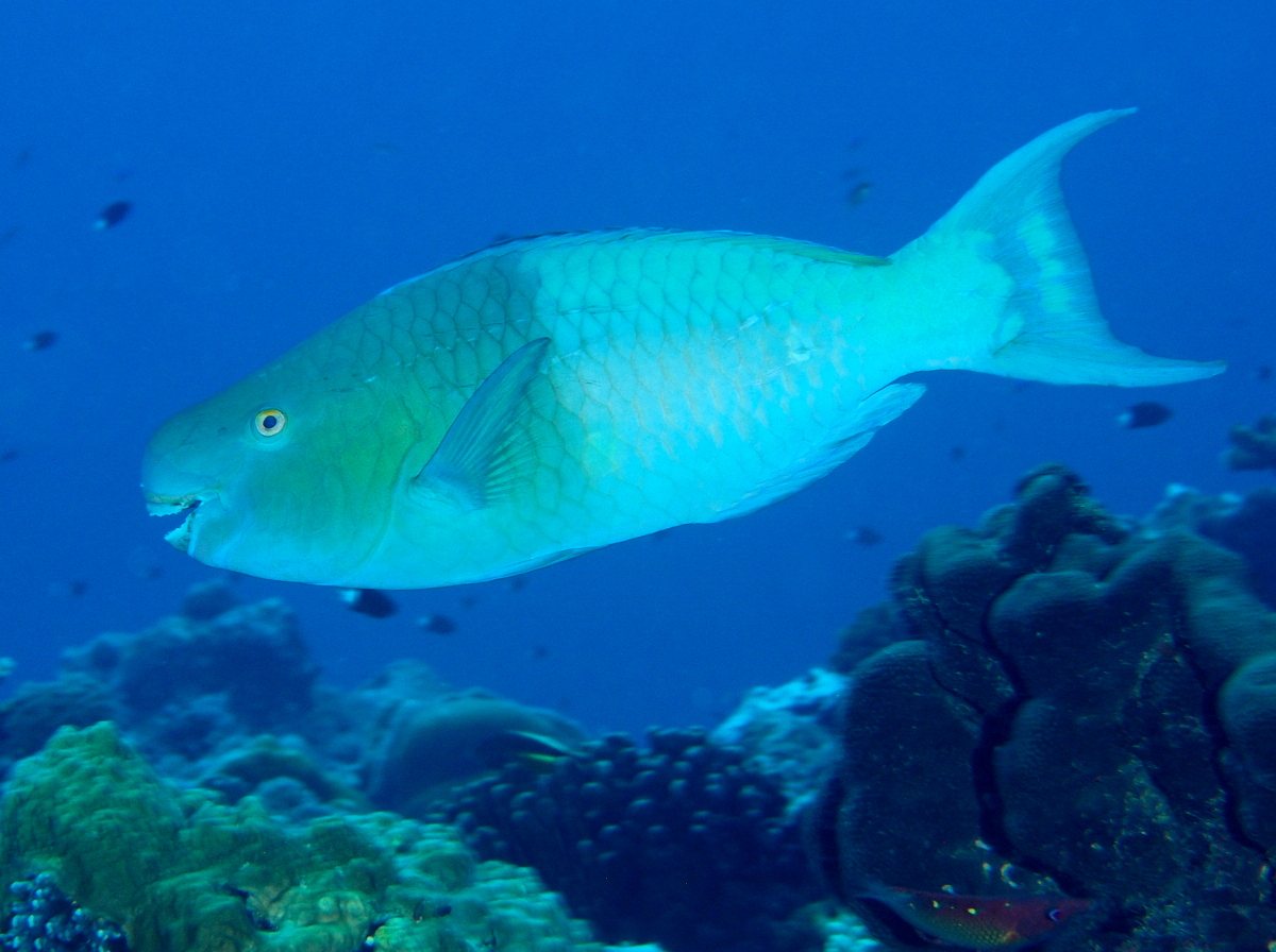 Redlip Parrotfish - Scarus rubroviolaceus