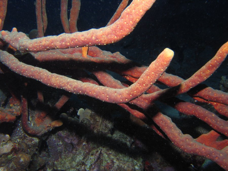 Scattered Pore Rope Sponge - Aplysina fulva