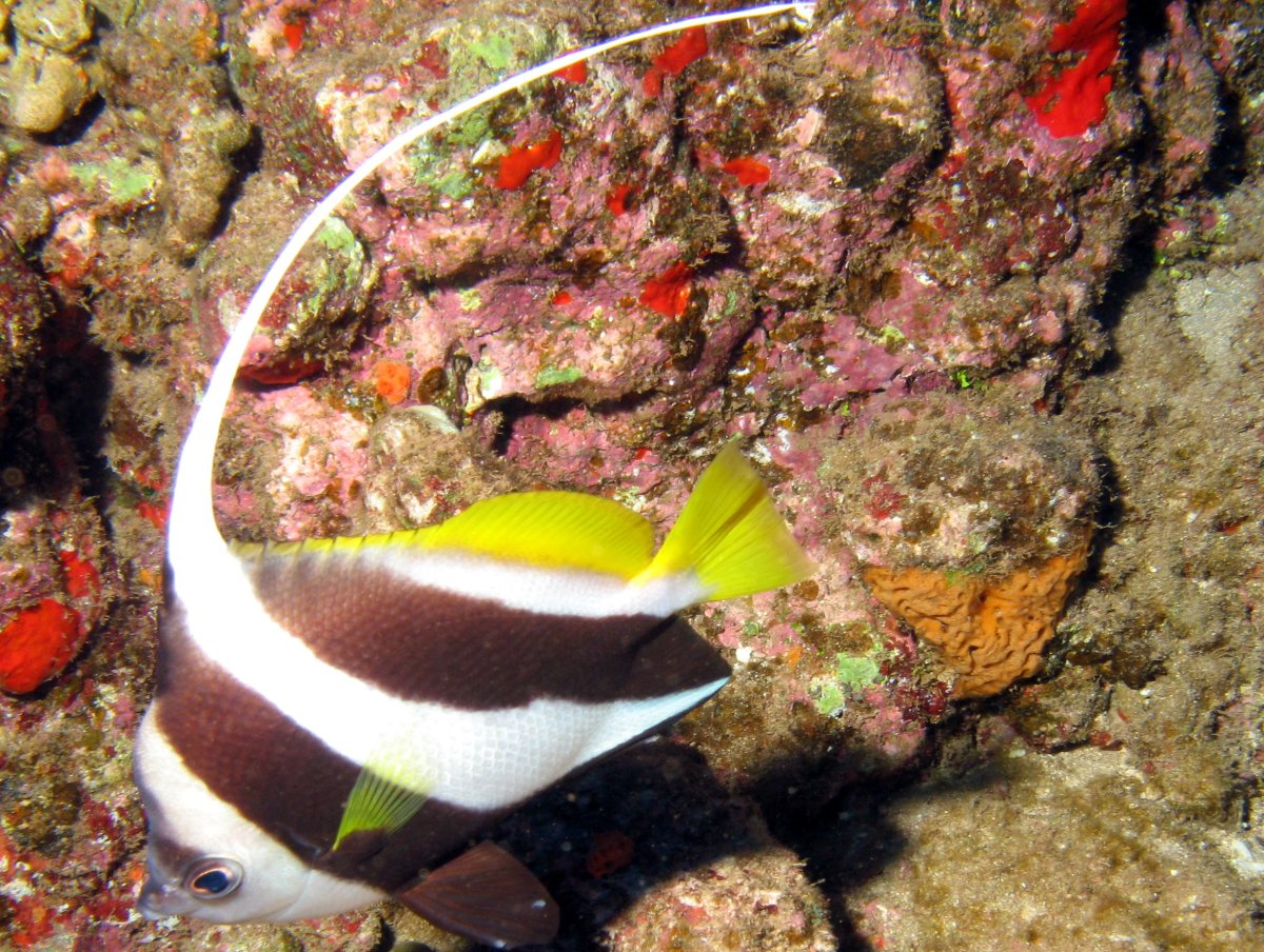 Schooling Bannerfish - Heniochus diphreutes