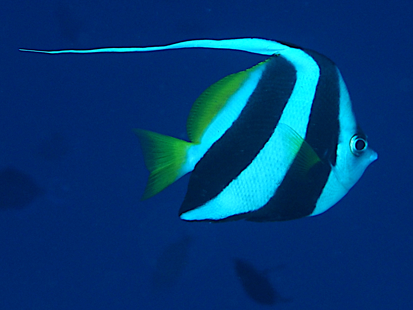 Schooling Bannerfish - Heniochus diphreutes