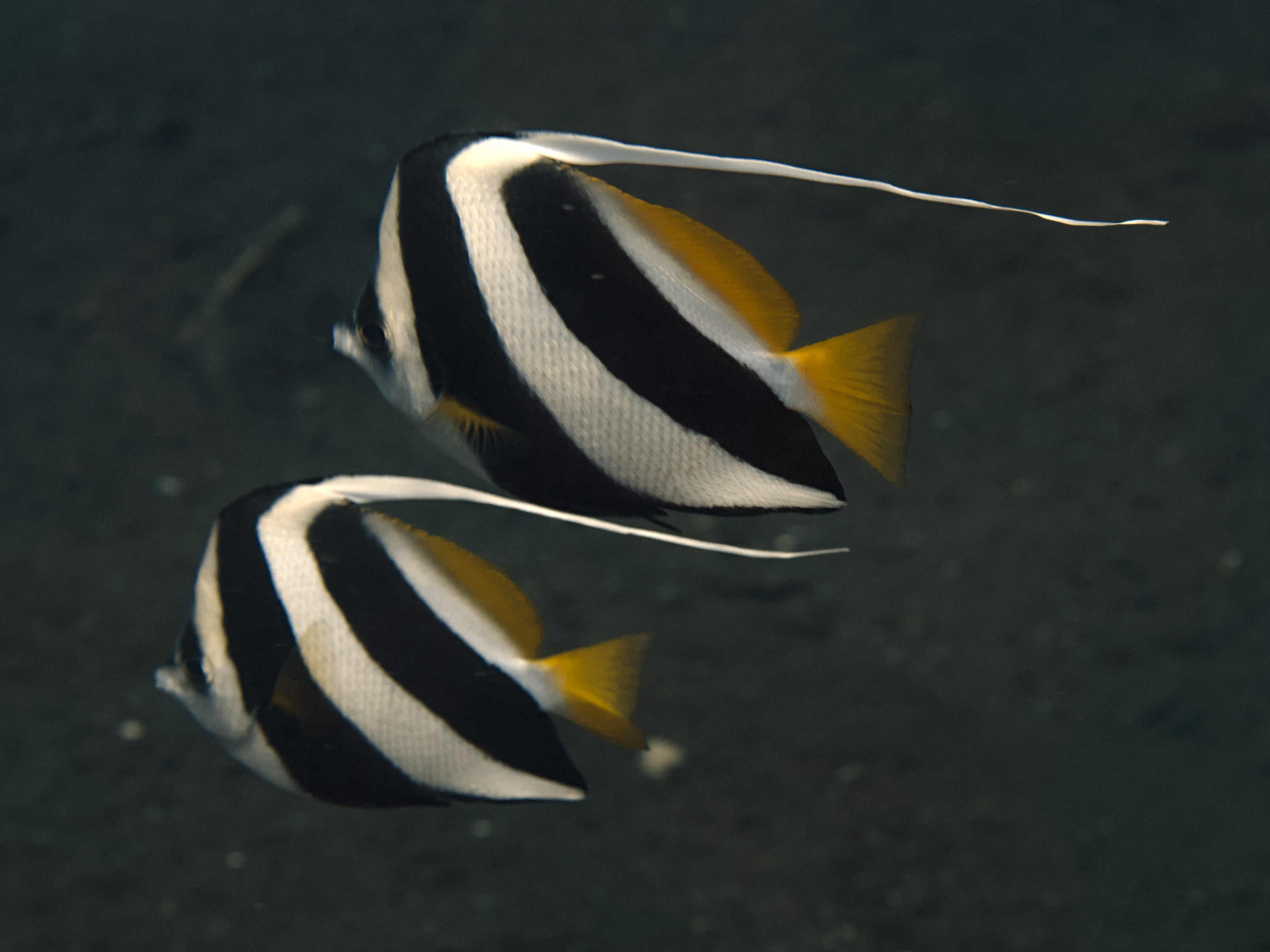 Schooling Bannerfish - Heniochus diphreutes