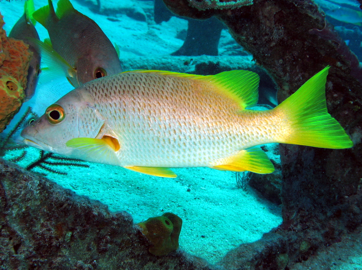 Schoolmaster Snapper - Lutjanus apodus