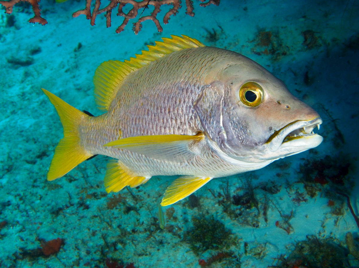 Schoolmaster Snapper - Lutjanus apodus