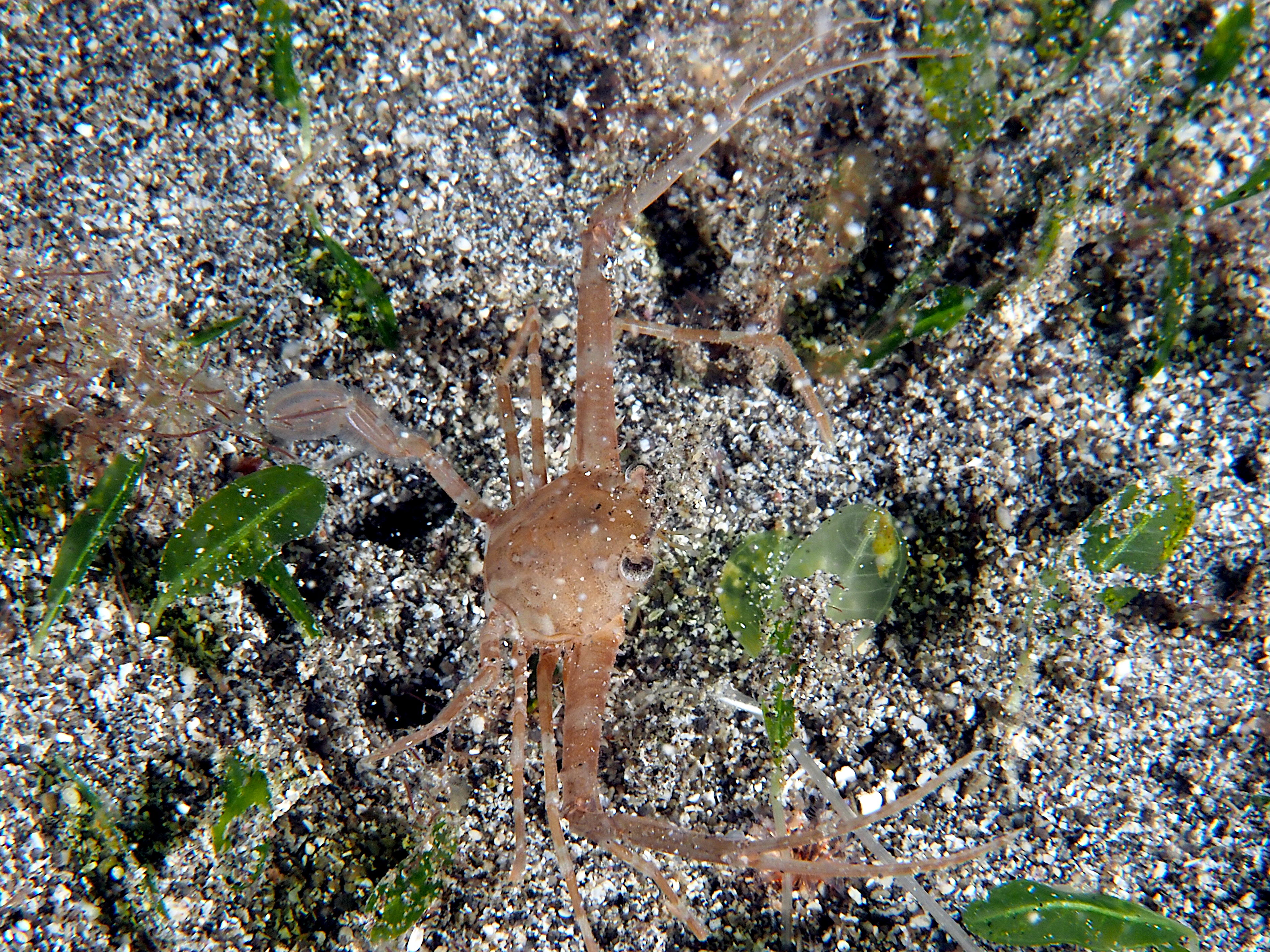 Scissor Swimming Crab - Lupocyclus philippinensis