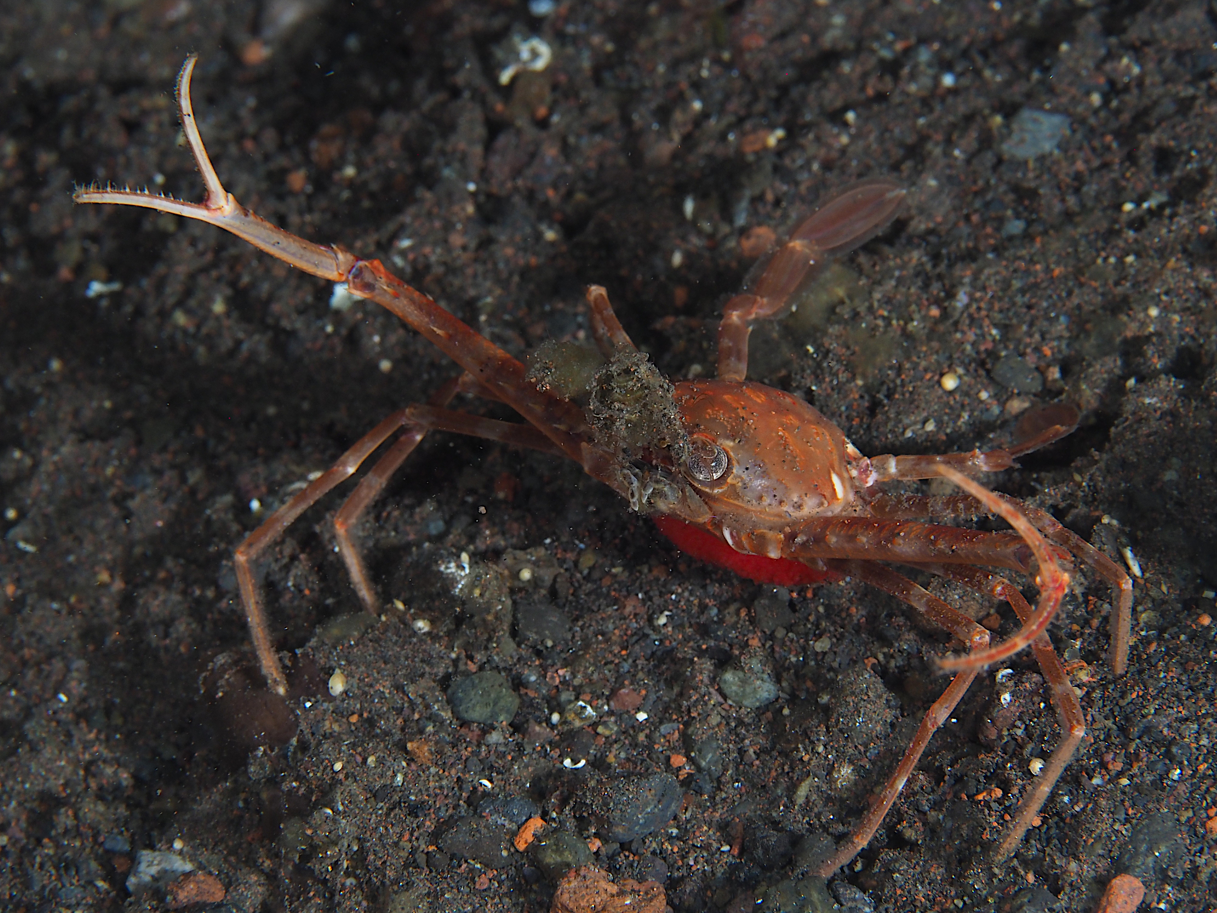 Scissor Swimming Crab - Lupocyclus philippinensis