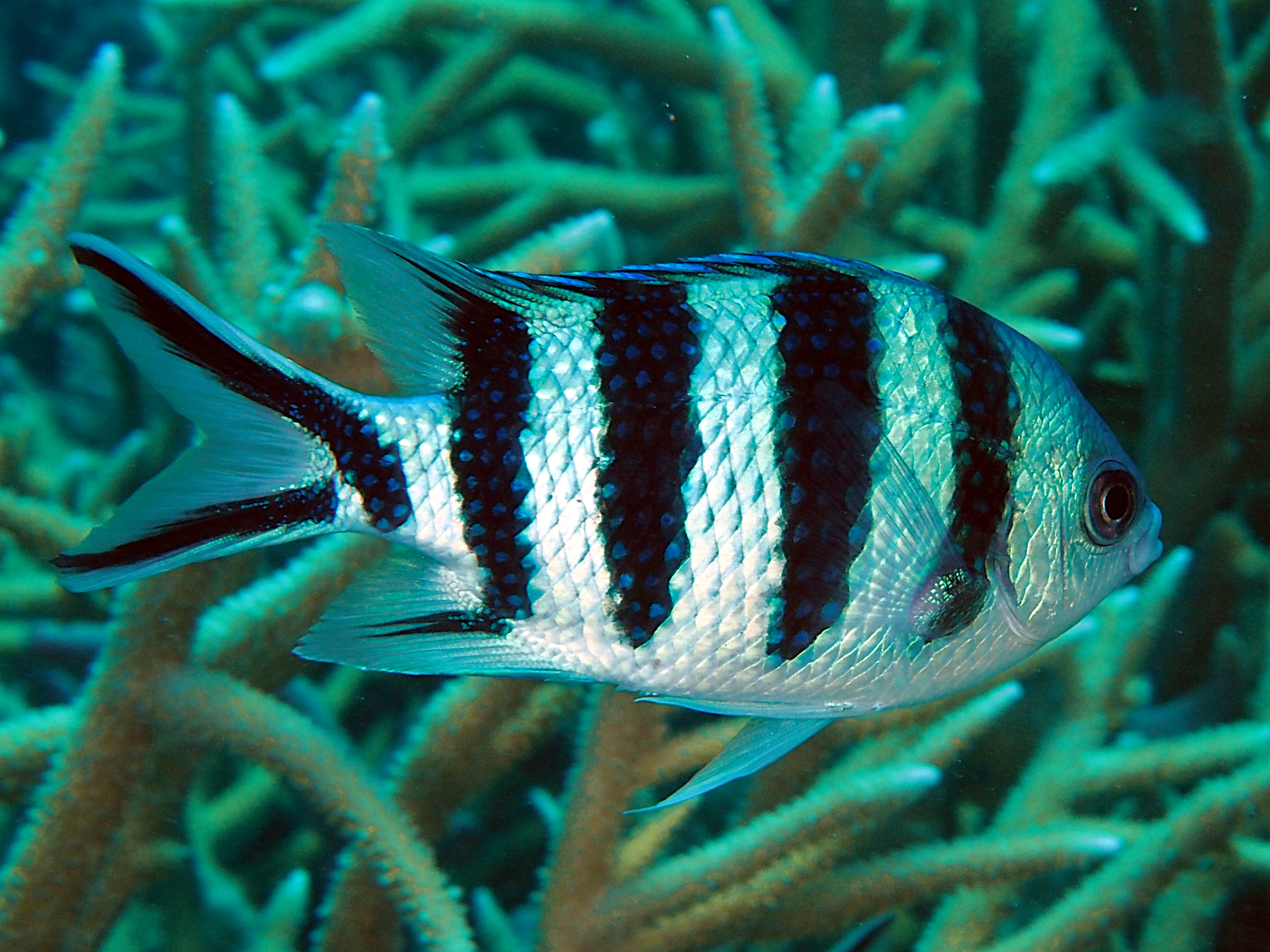 Scissortail Sergeant - Abudefduf sexfasciatus