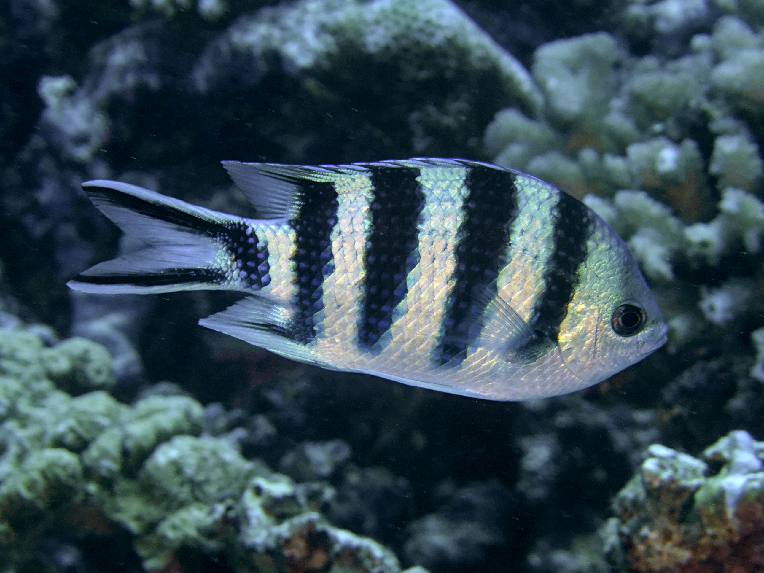 Scissortail Sergeant - Abudefduf sexfasciatus