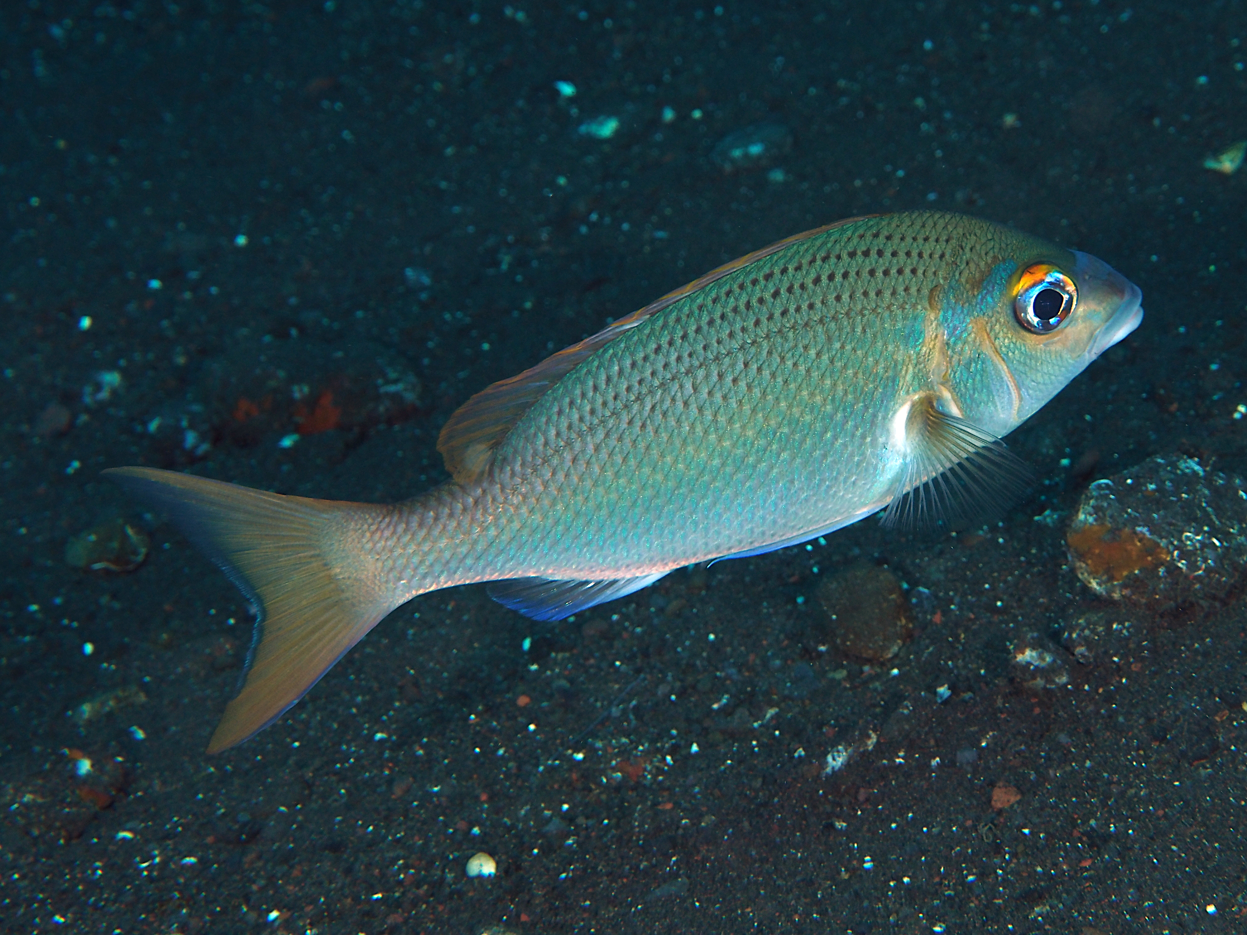 Pale Monocle Bream - Scolopsis affinis