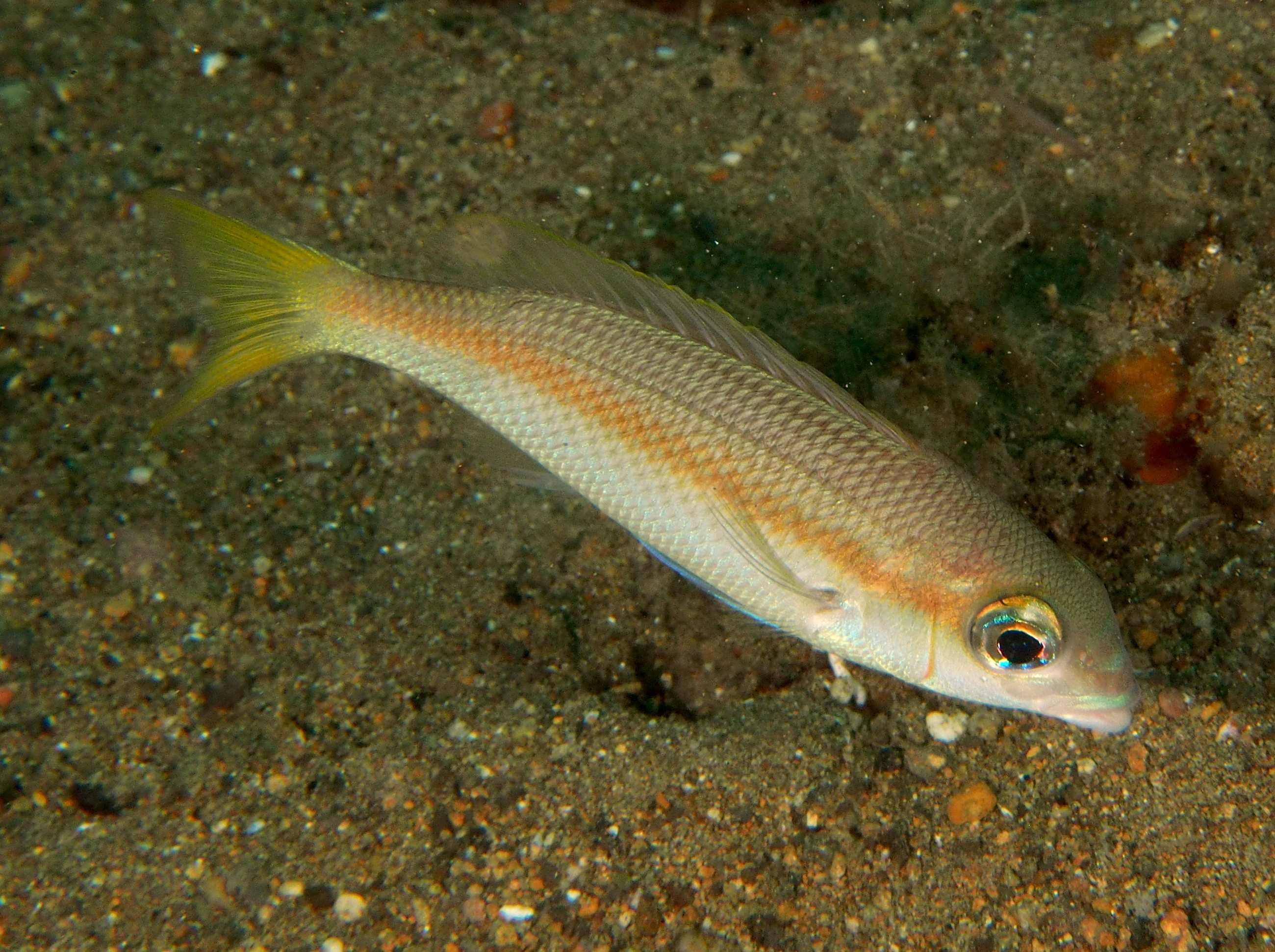 Yellowstripe Monocle Bream - Scolopsis aurata - Anilao, Philippines