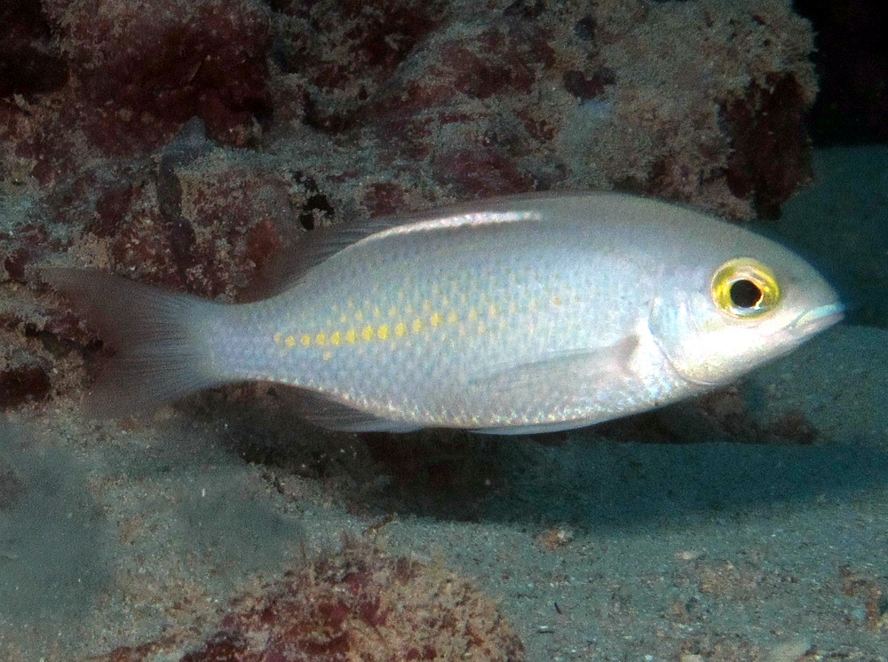 Whitestreak Monocle Bream - Scolopsis ciliata - Yap, Micronesia