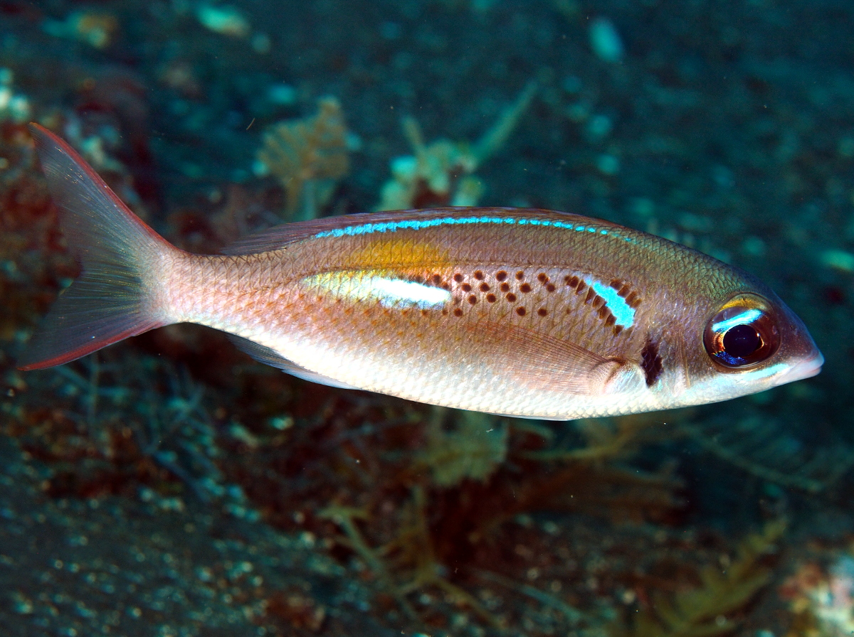 Pearl-Streaked Monocle Bream - Scolopsis xenochroa - Bali, Indonesia