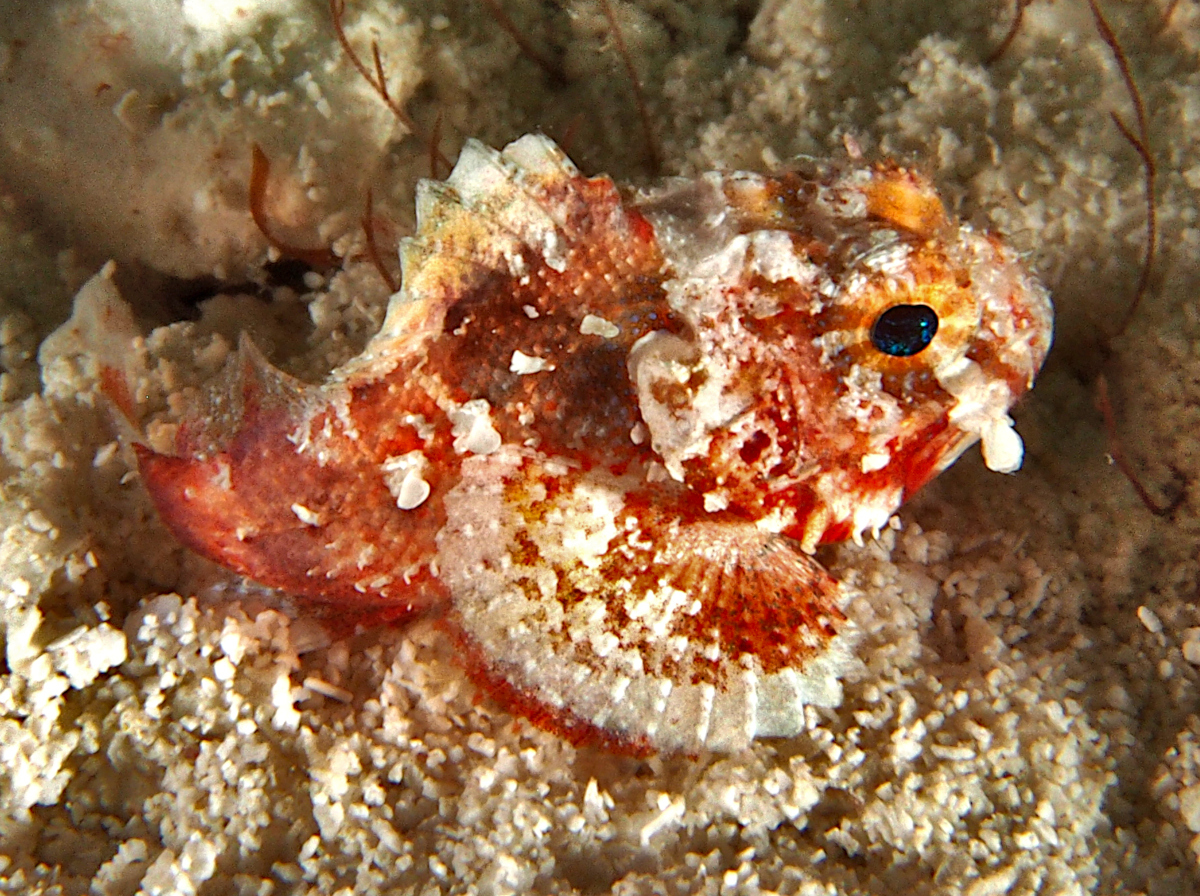 Coral Scorpionfish - Scorpaena albifimbria - Cozumel, Mexico