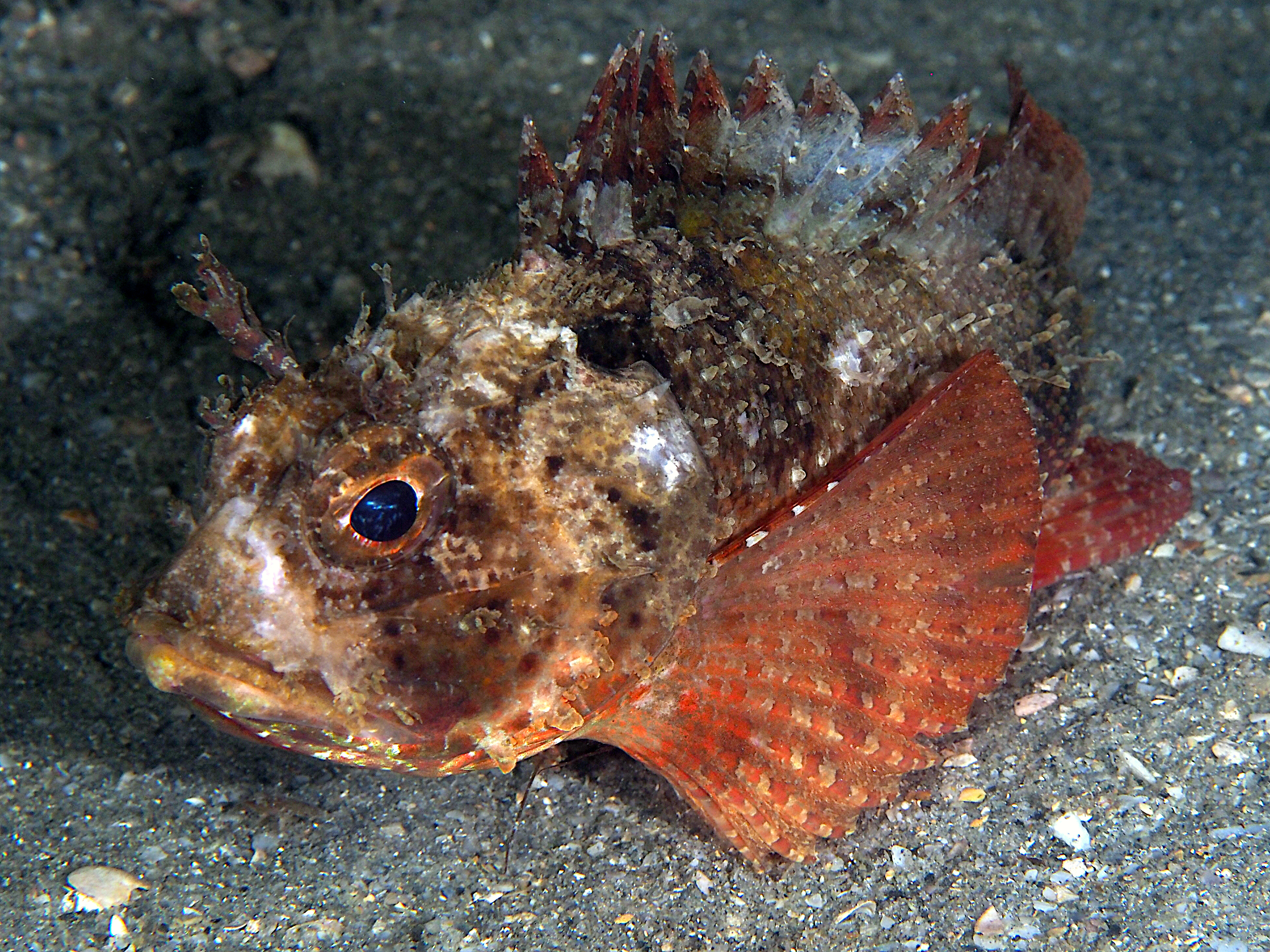 Plumed Scorpionfish - Scorpaena grandicornis - Blue Heron Bridge, Florida