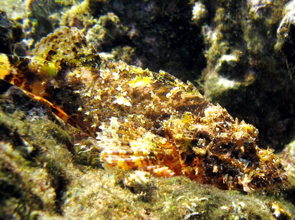 Titan Scorpionfish - Scorpaenopsis cacopsis - Maui, Hawaii