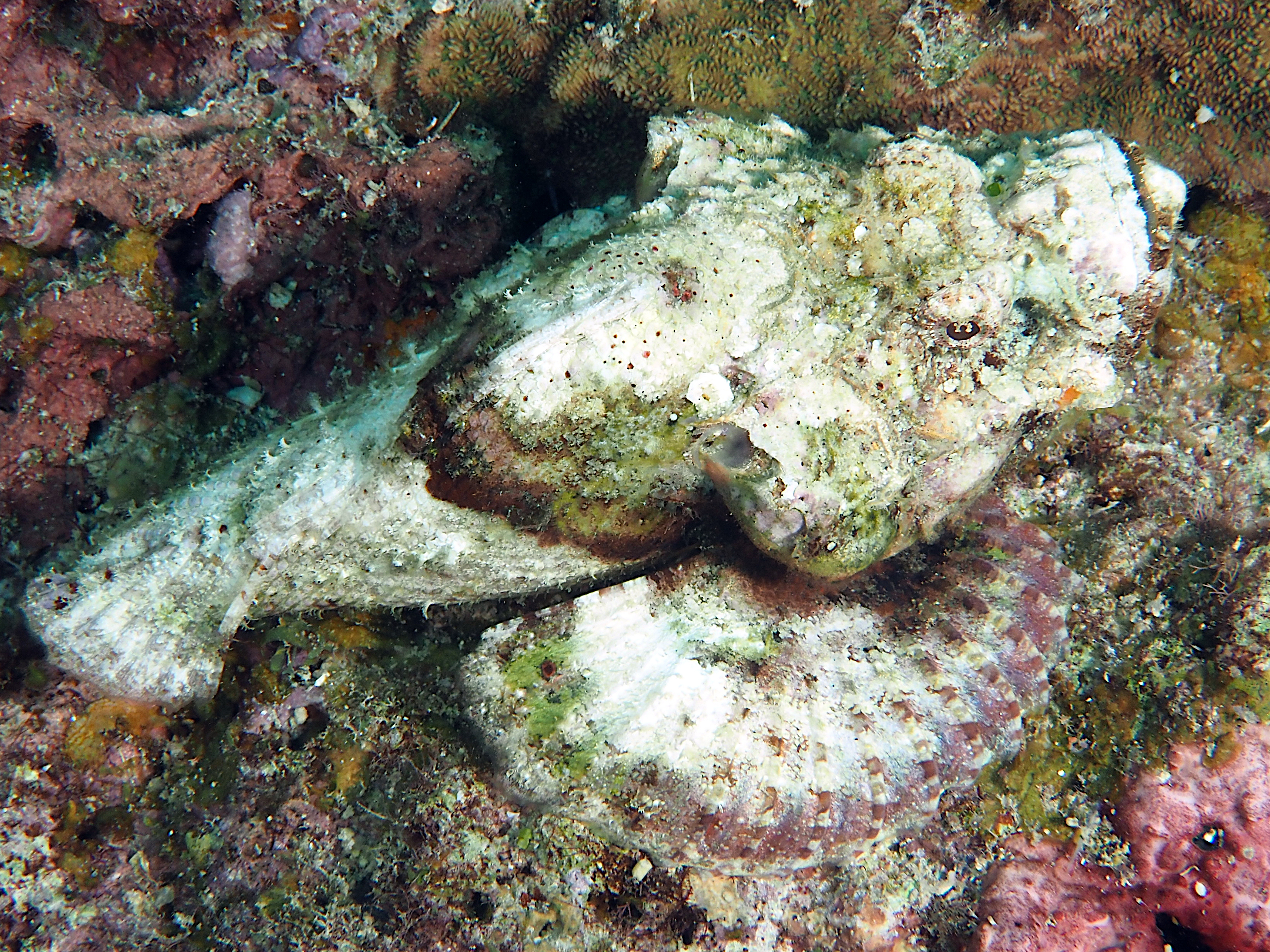 Devil Scorpionfish - Scorpaenopsis diabolus