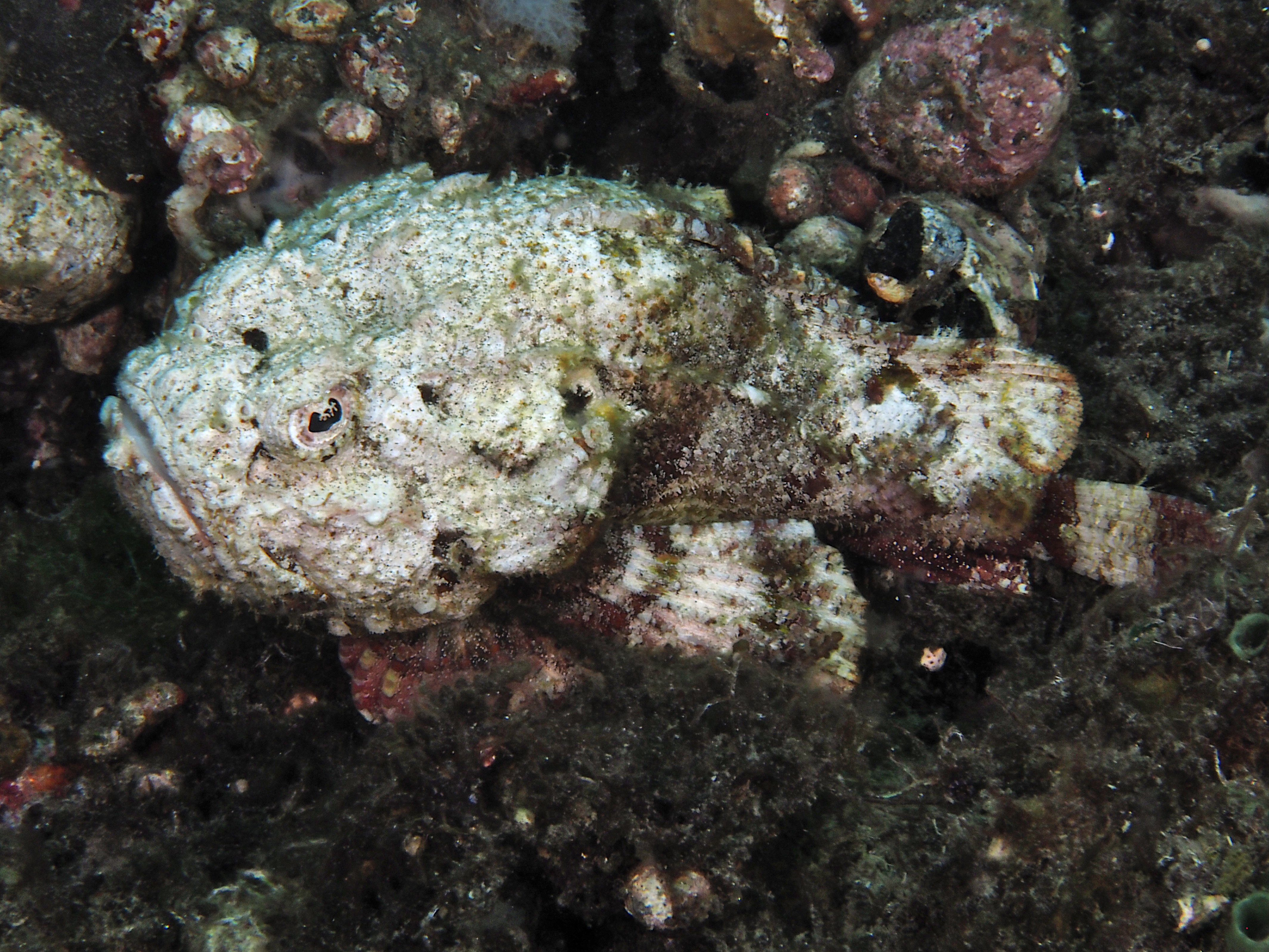 Bluntsnout scorpionfish - Scorpaenopsis obtusa - Bali, Indonesia