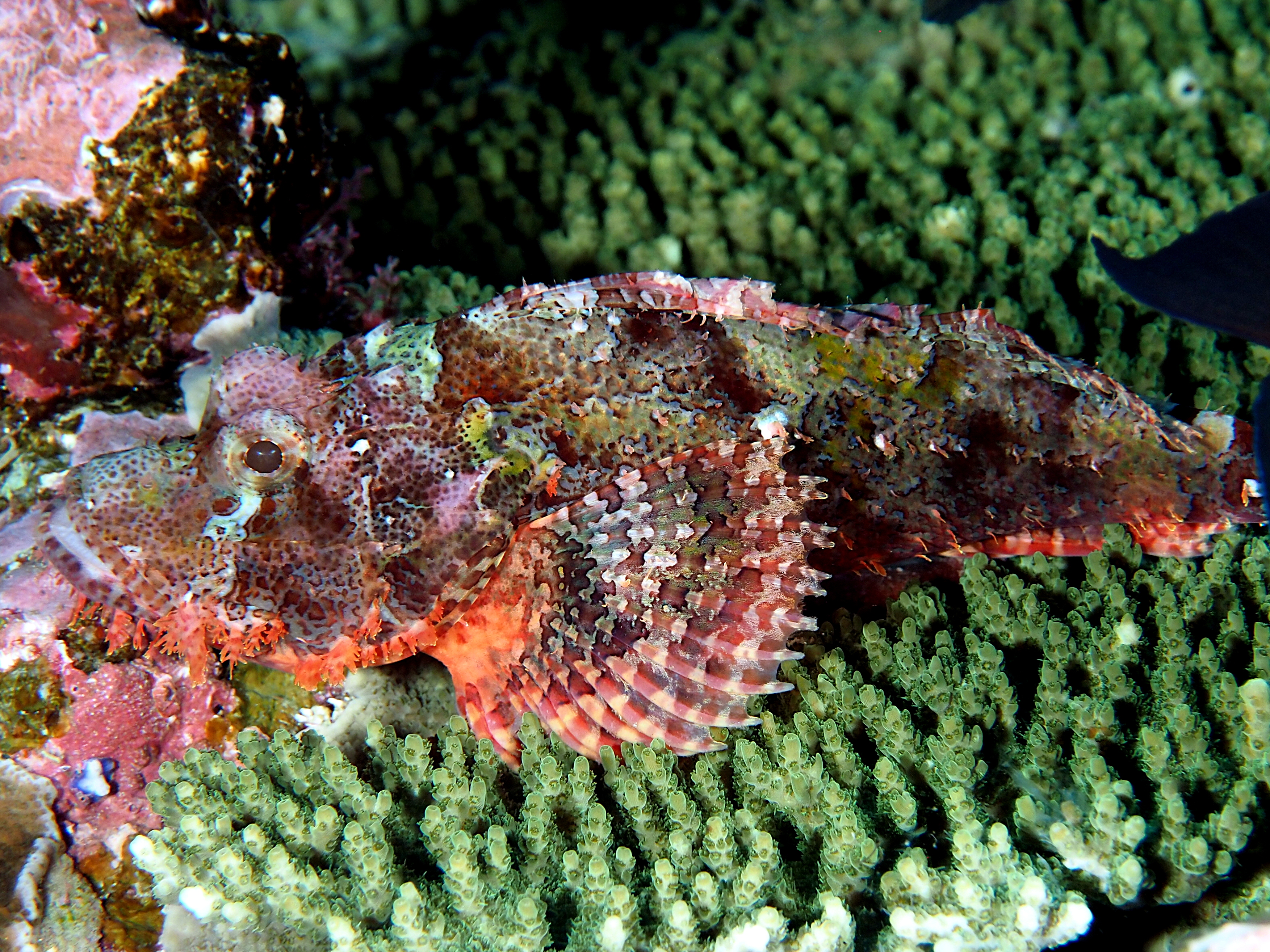 Tasseled Scorpionfish - Scorpaenopsis oxycephala - Komodo, Indonesia