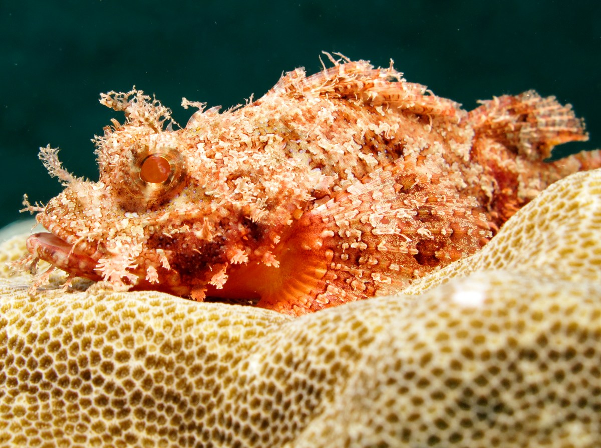 Raggy Scorpionfish - Scorpaenopsis venosa - Dumaguete, Philippines