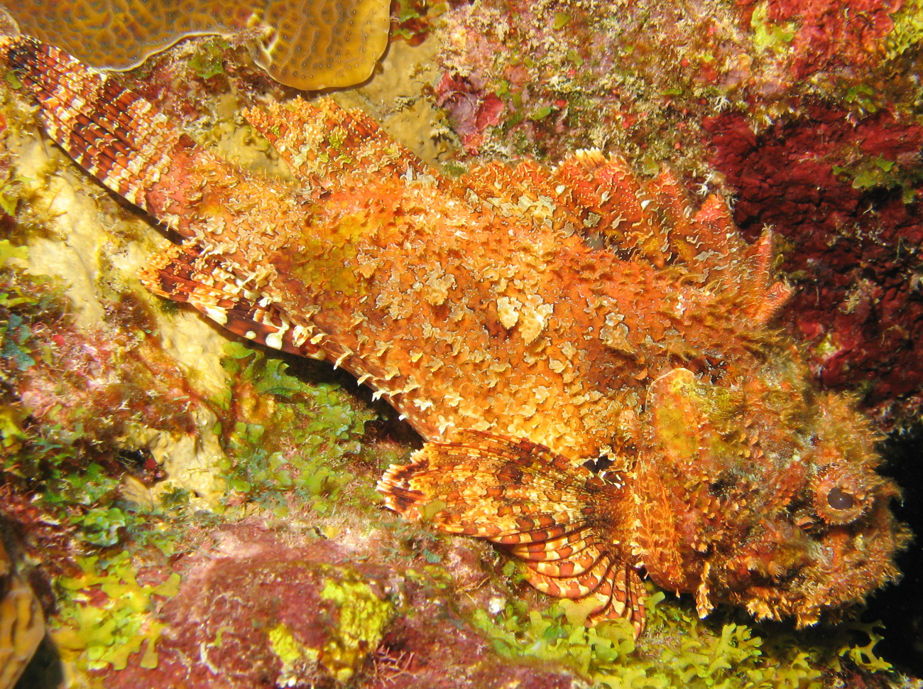 Spotted Scorpionfish - Scorpaena plumieri