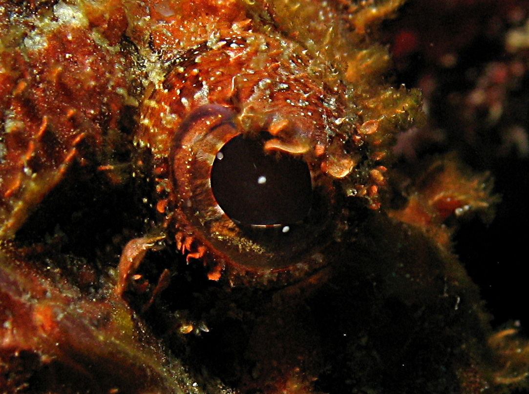 Spotted Scorpionfish - Scorpaena plumieri