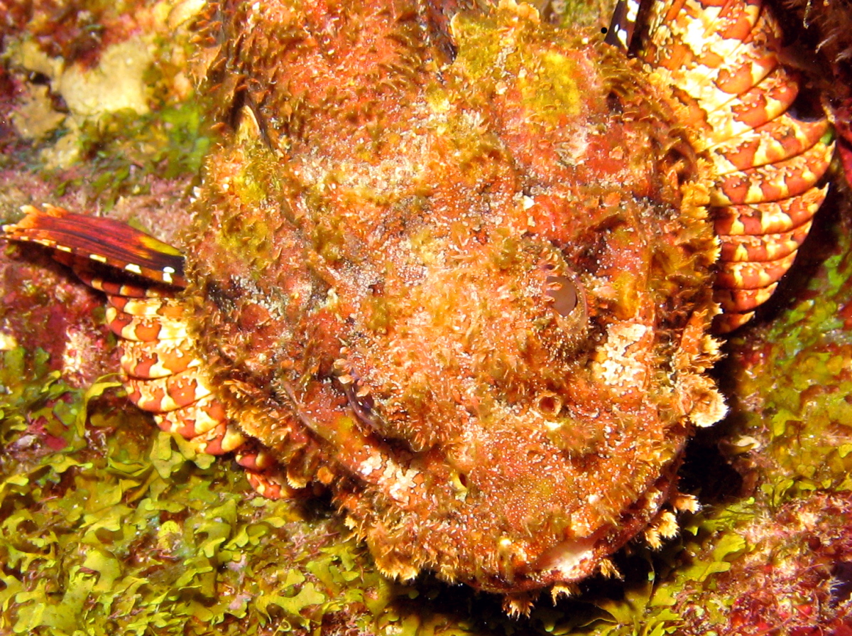 Spotted Scorpionfish - Scorpaena plumieri