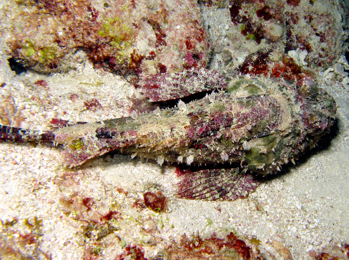 Spotted Scorpionfish - Scorpaena plumieri