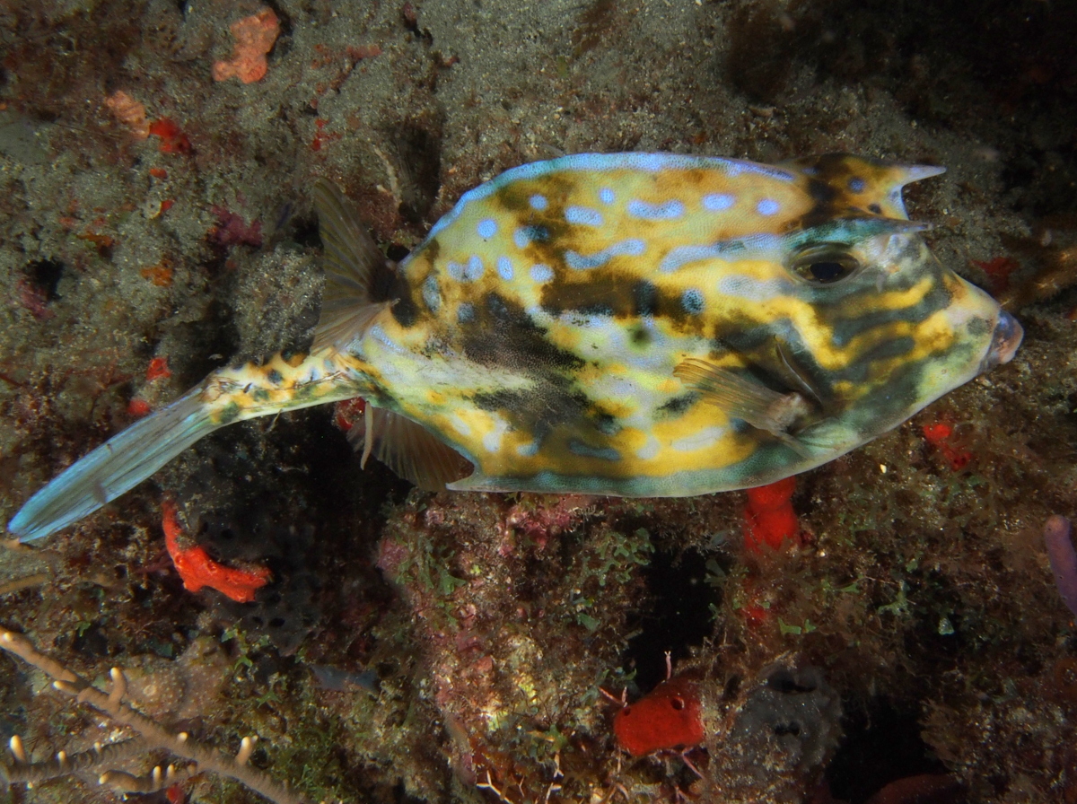 Scrawled Cowfish - Acanthostracion quadricornis