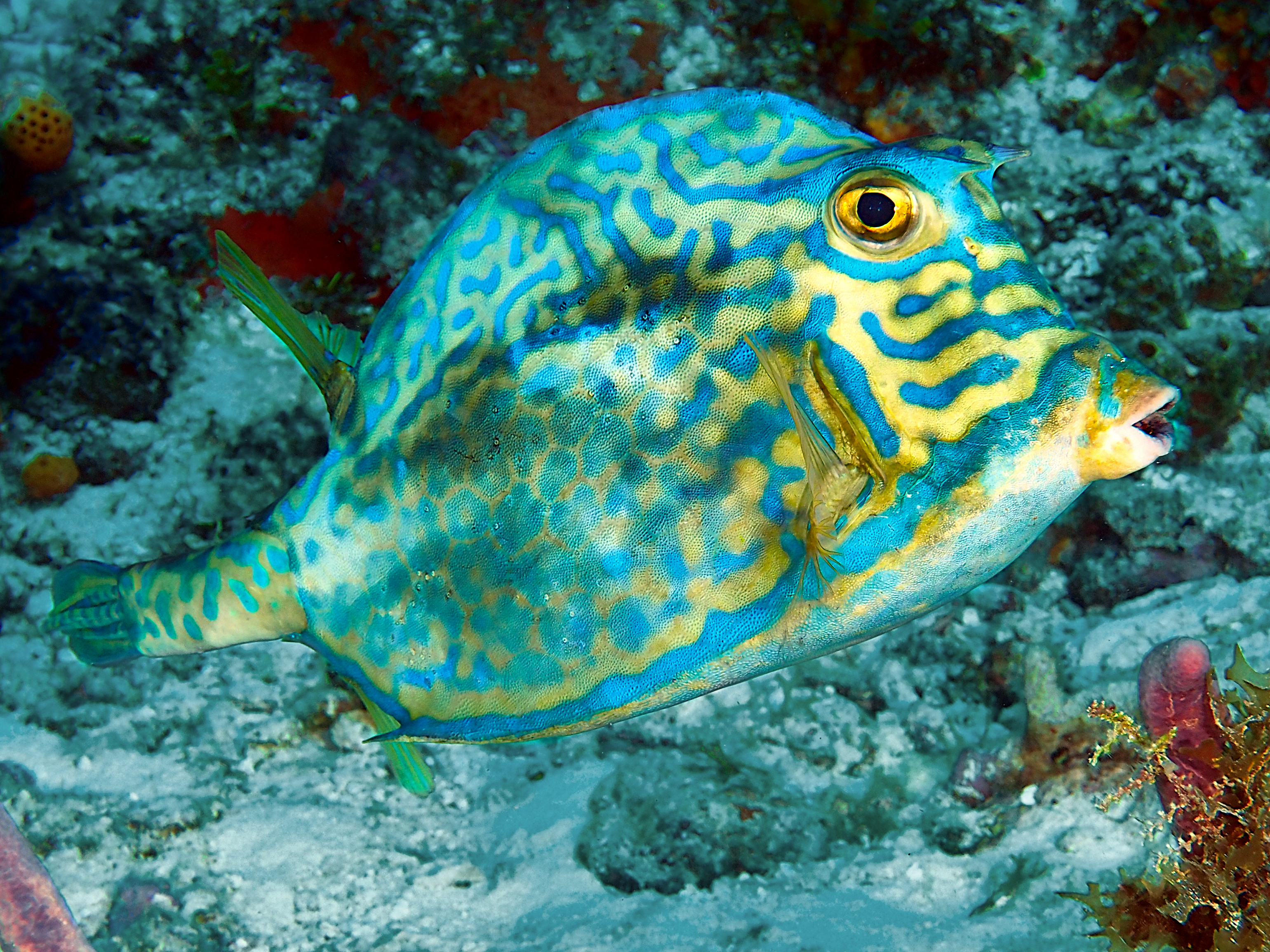 Scrawled Cowfish - Acanthostracion quadricornis