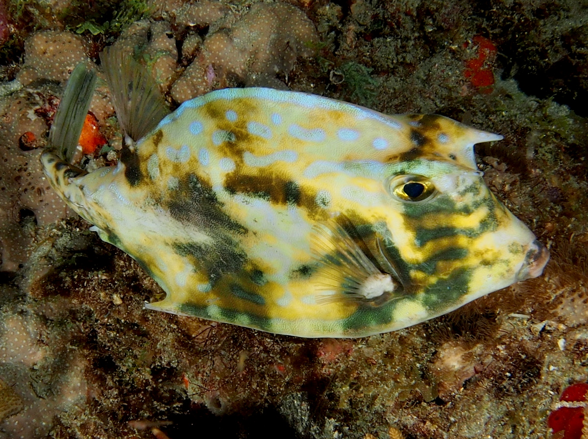 Scrawled Cowfish - Acanthostracion quadricornis