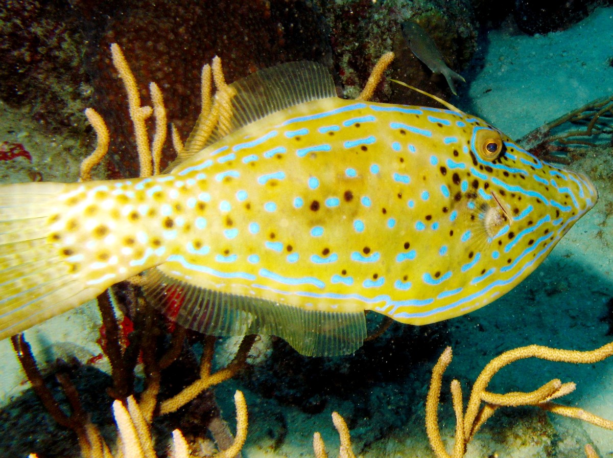 Scrawled Filefish - Aluterus scriptus