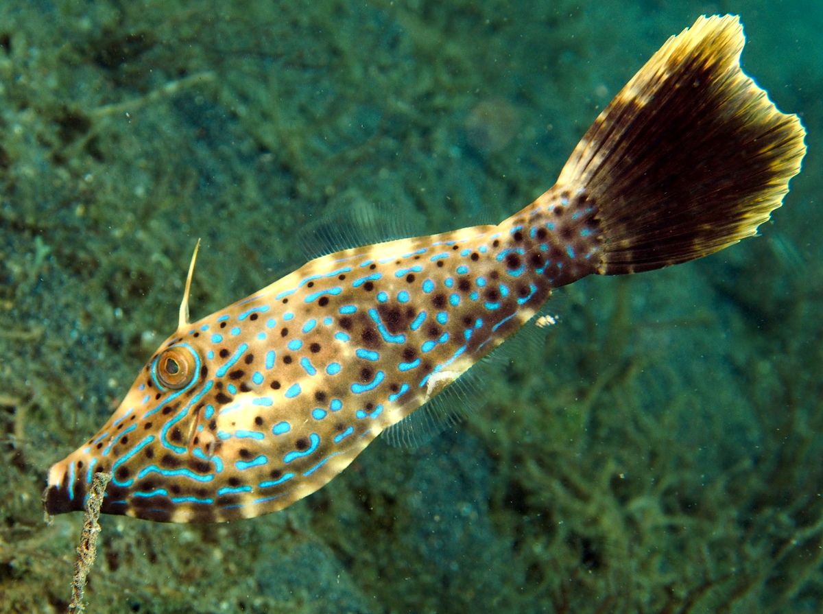 Scrawled Filefish - Aluterus scriptus