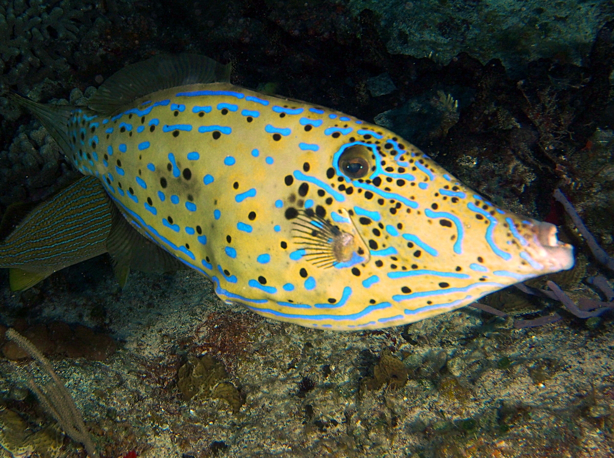 Scrawled Filefish - Aluterus scriptus