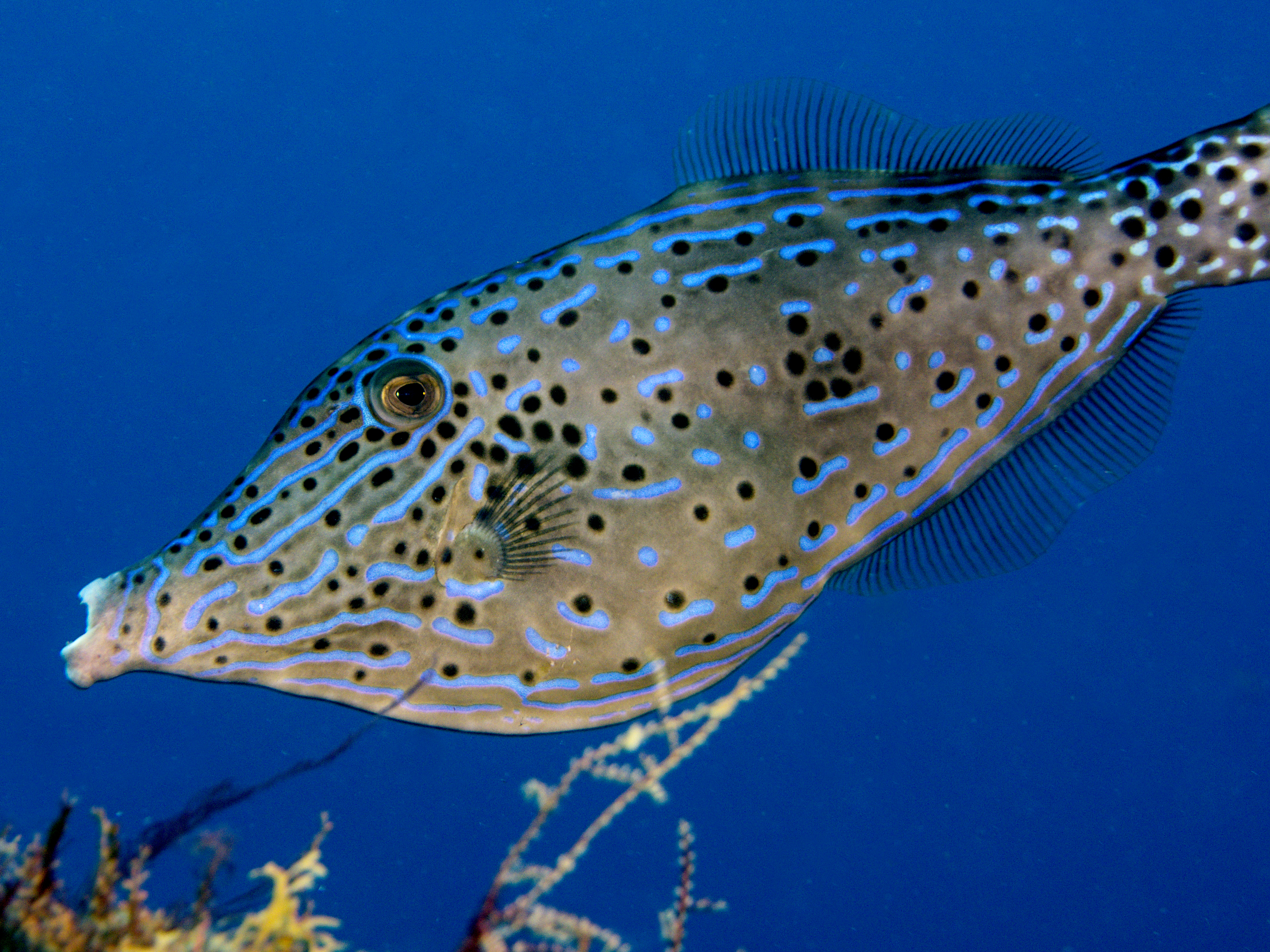 Scrawled Filefish - Aluterus scriptus