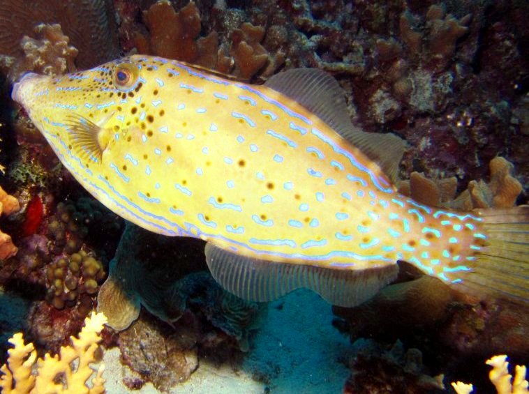 Scrawled Filefish - Aluterus scriptus