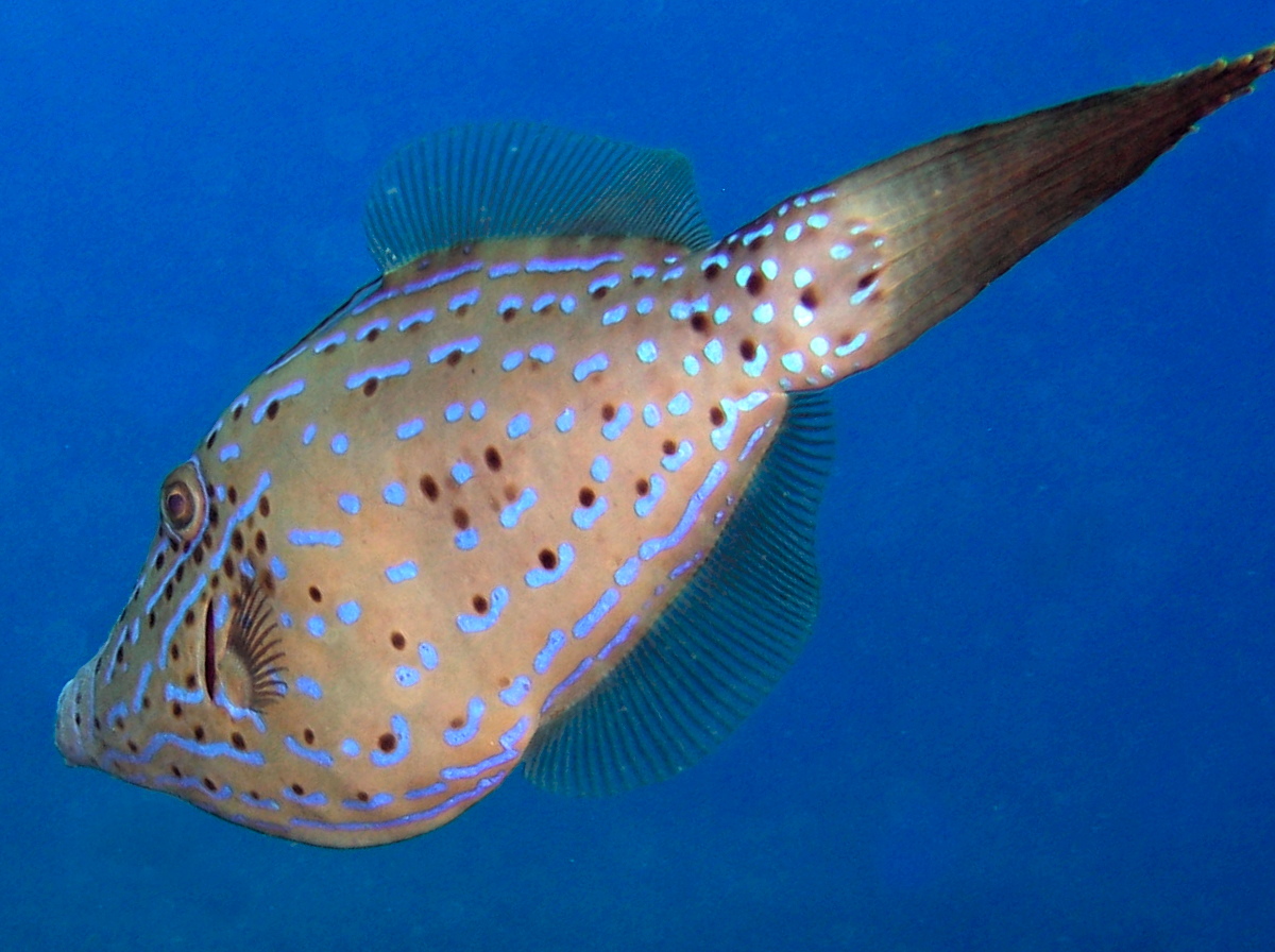 Scrawled Filefish - Aluterus scriptus