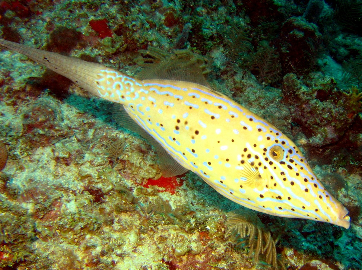 Scrawled Filefish - Aluterus scriptus