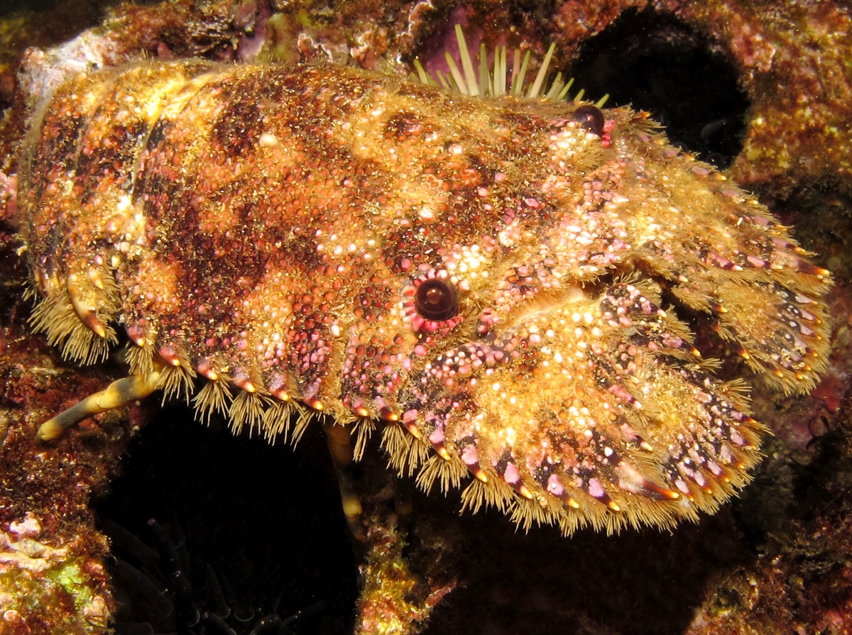 Sculptured Slipper Lobster - Parribacus antarcticus