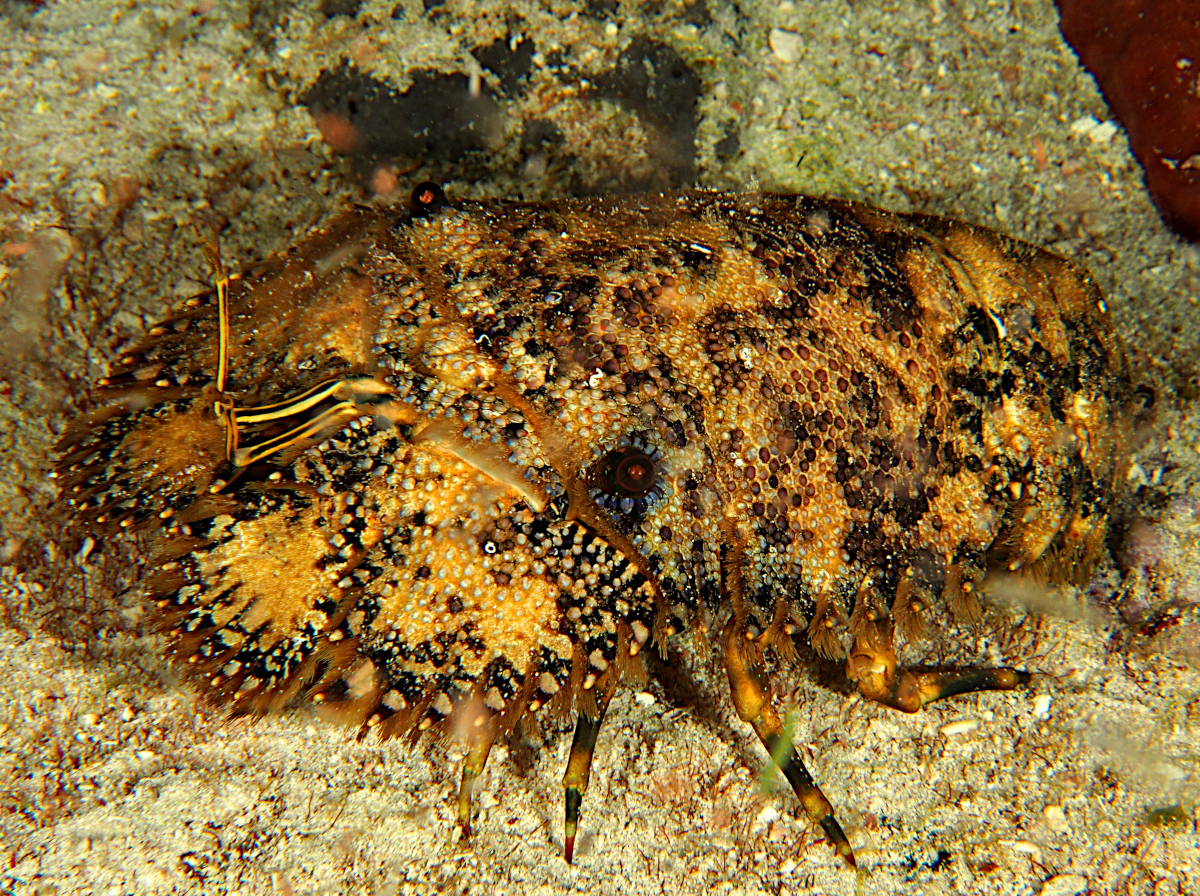 Sculptured Slipper Lobster - Parribacus antarcticus