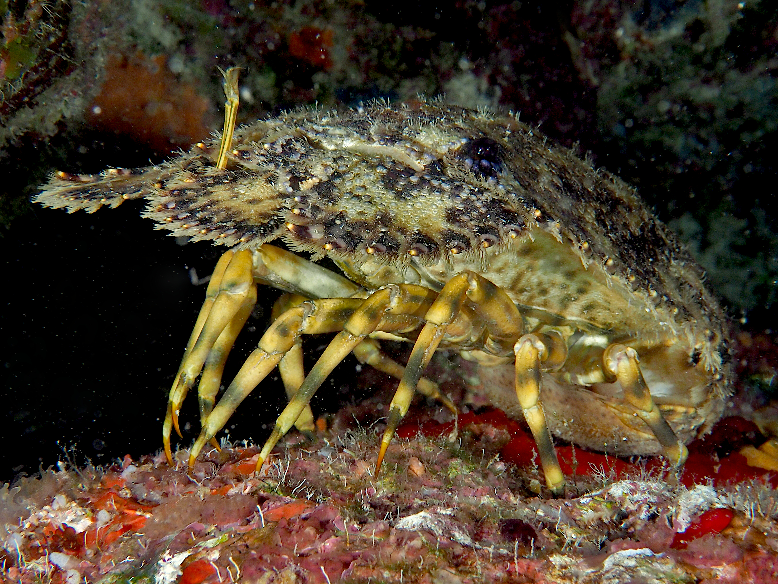 Sculptured Slipper Lobster - Parribacus antarcticus