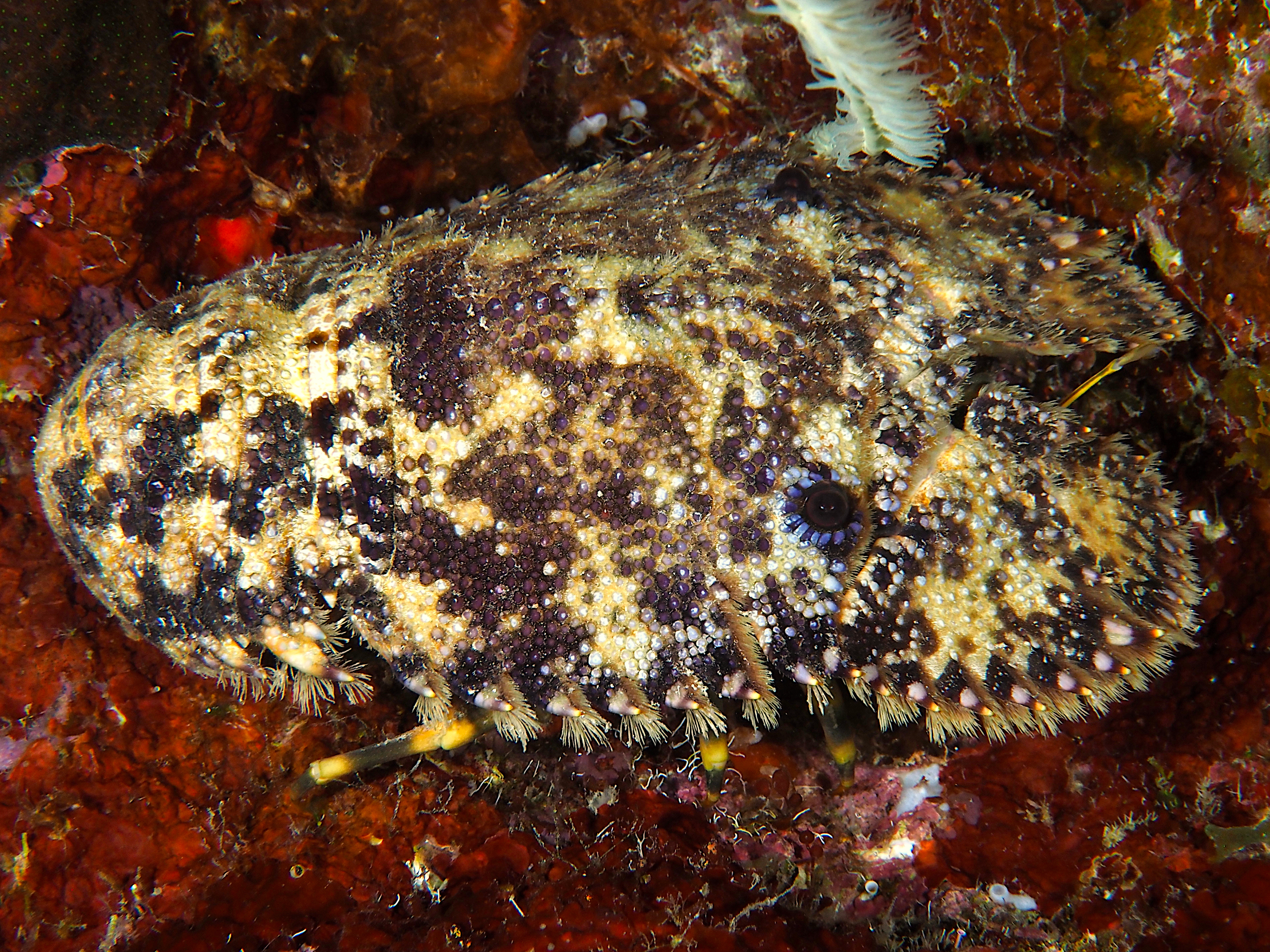 Sculptured Slipper Lobster - Parribacus antarcticus