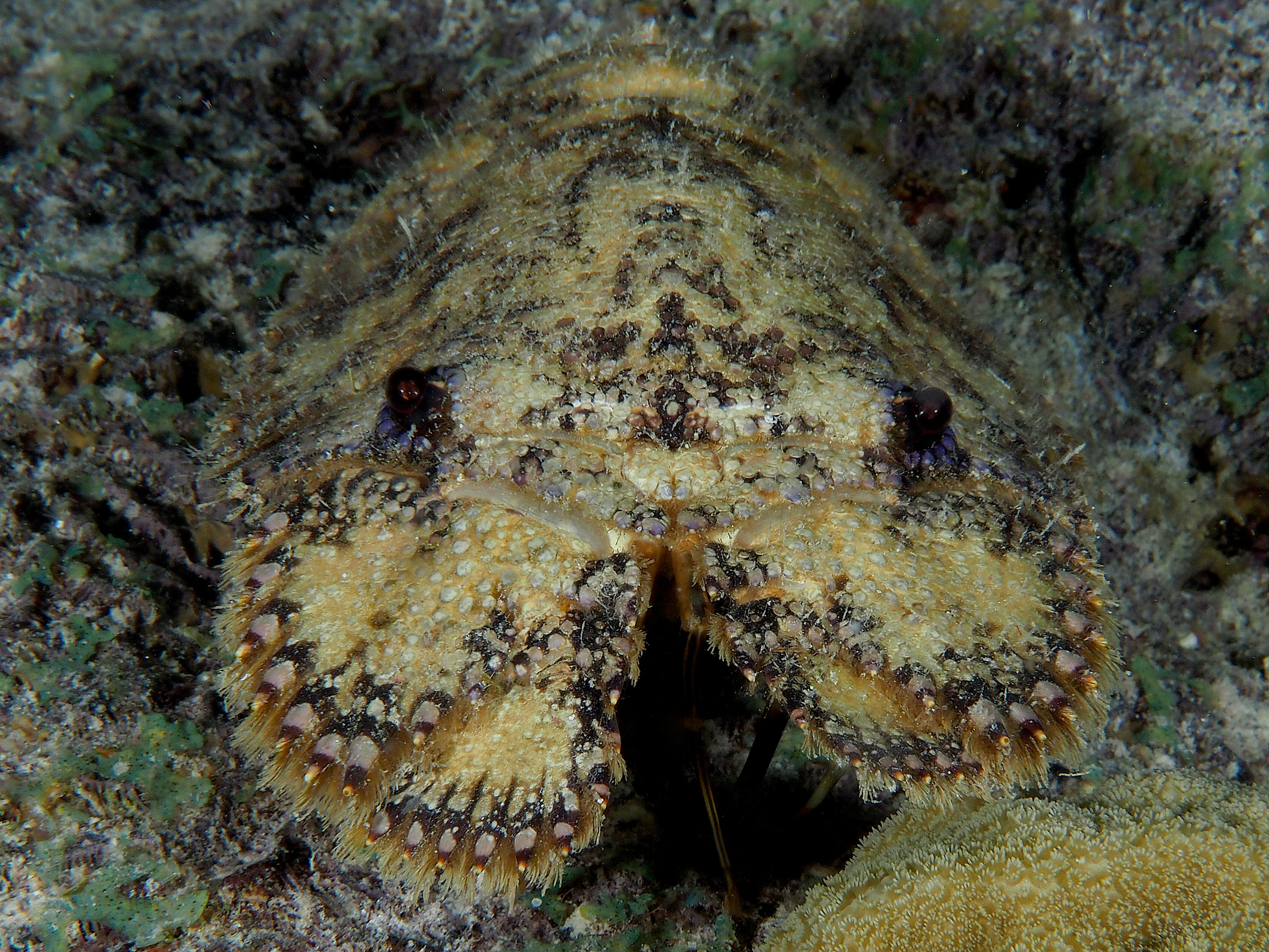 Sculptured Slipper Lobster - Parribacus antarcticus