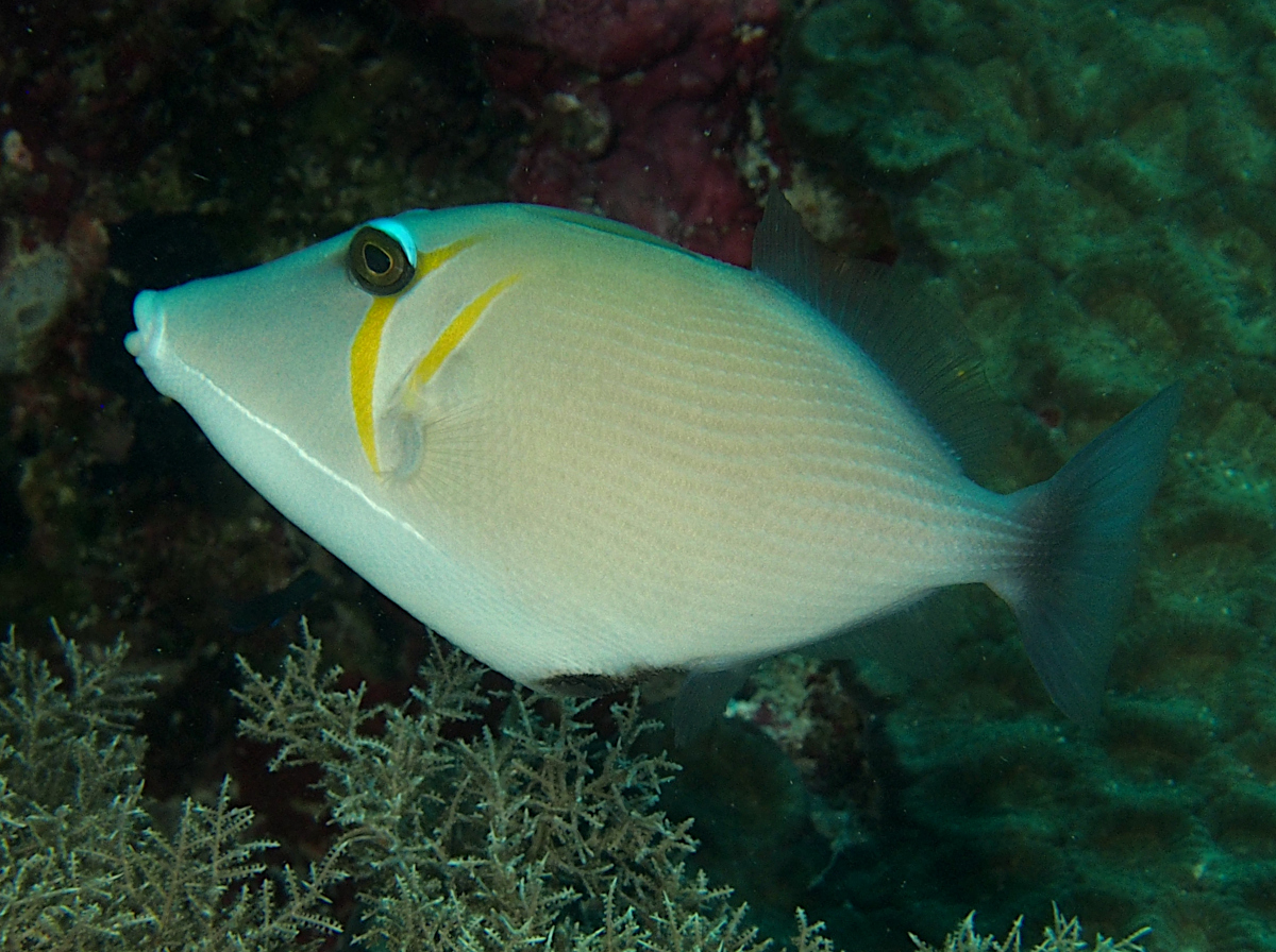 Scythe Triggerfish - Sufflamen bursa