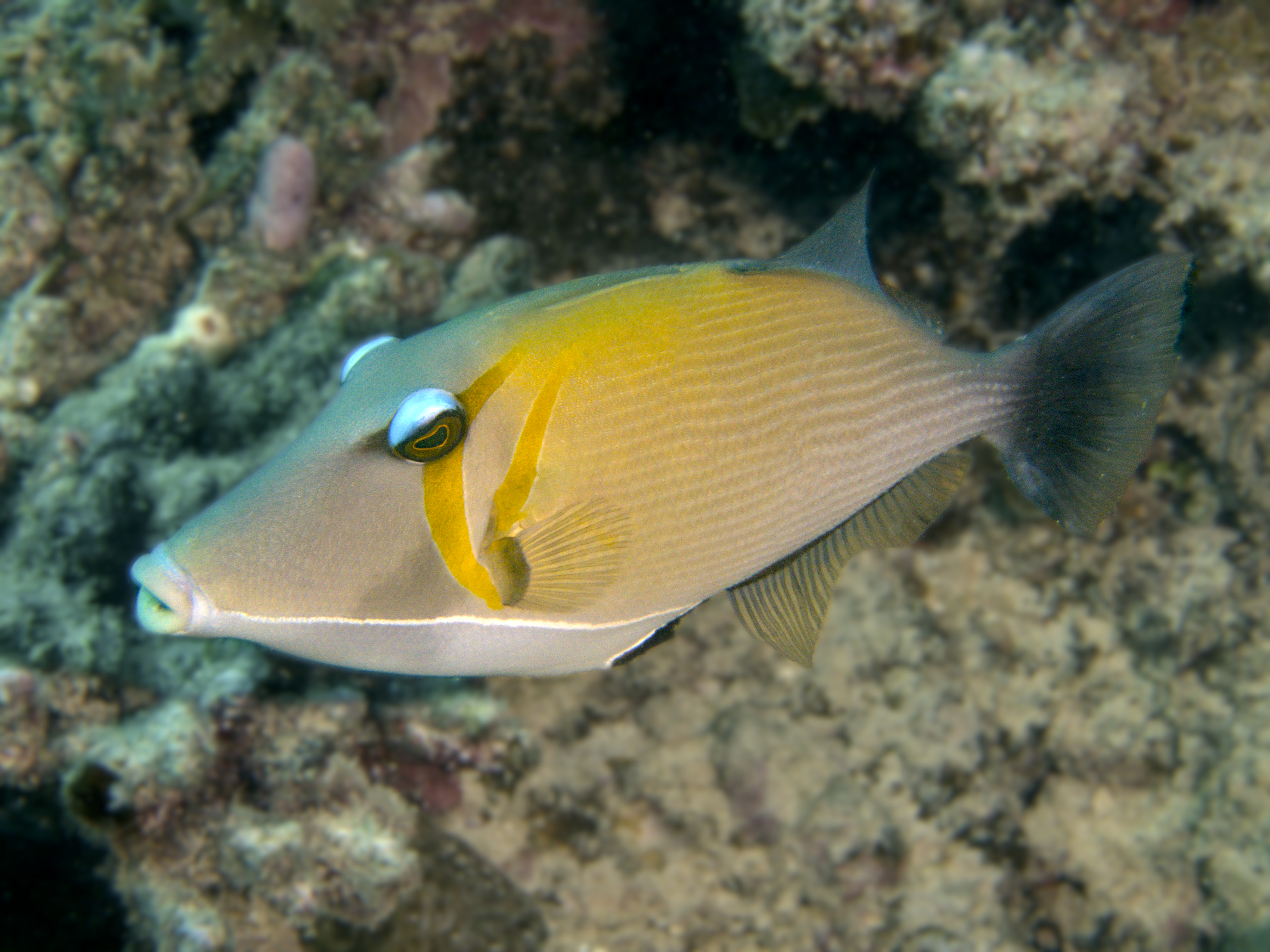 Scythe Triggerfish - Sufflamen bursa