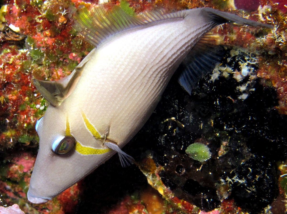 Scythe Triggerfish - Sufflamen bursa