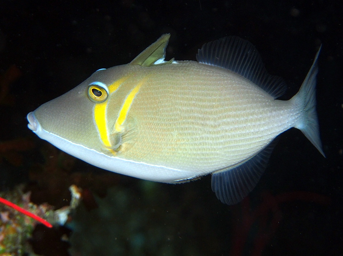 Scythe Triggerfish - Sufflamen bursa