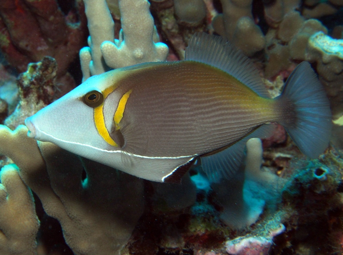 Scythe Triggerfish - Sufflamen bursa