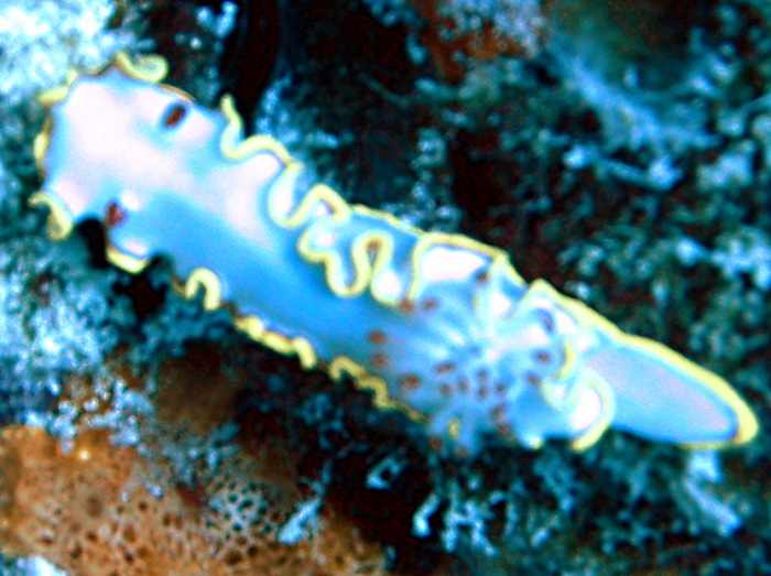 Red-Tipped Sea Goddess - Doriprismatica sedna