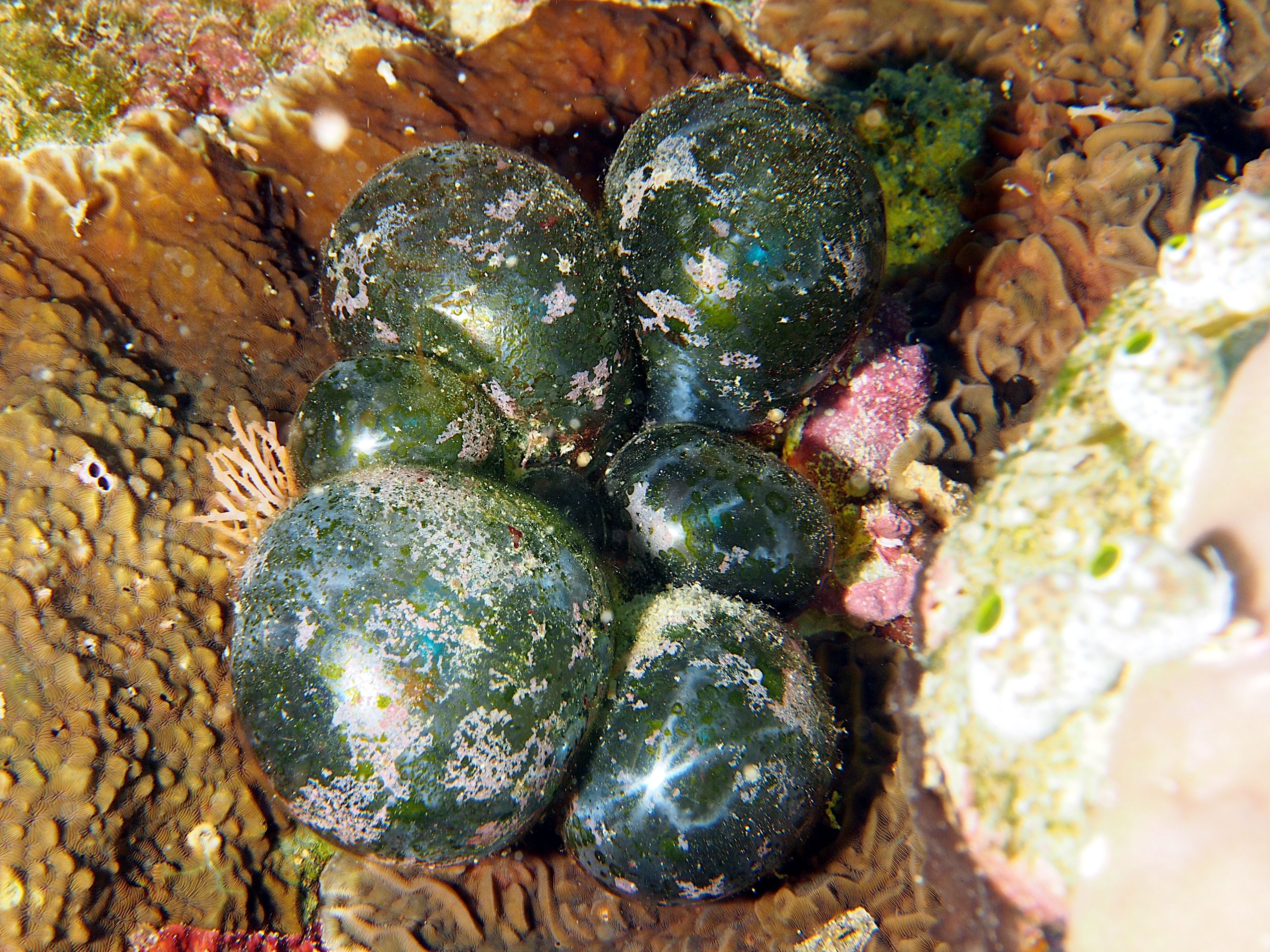 Sea Pearl - Valonia ventricosa